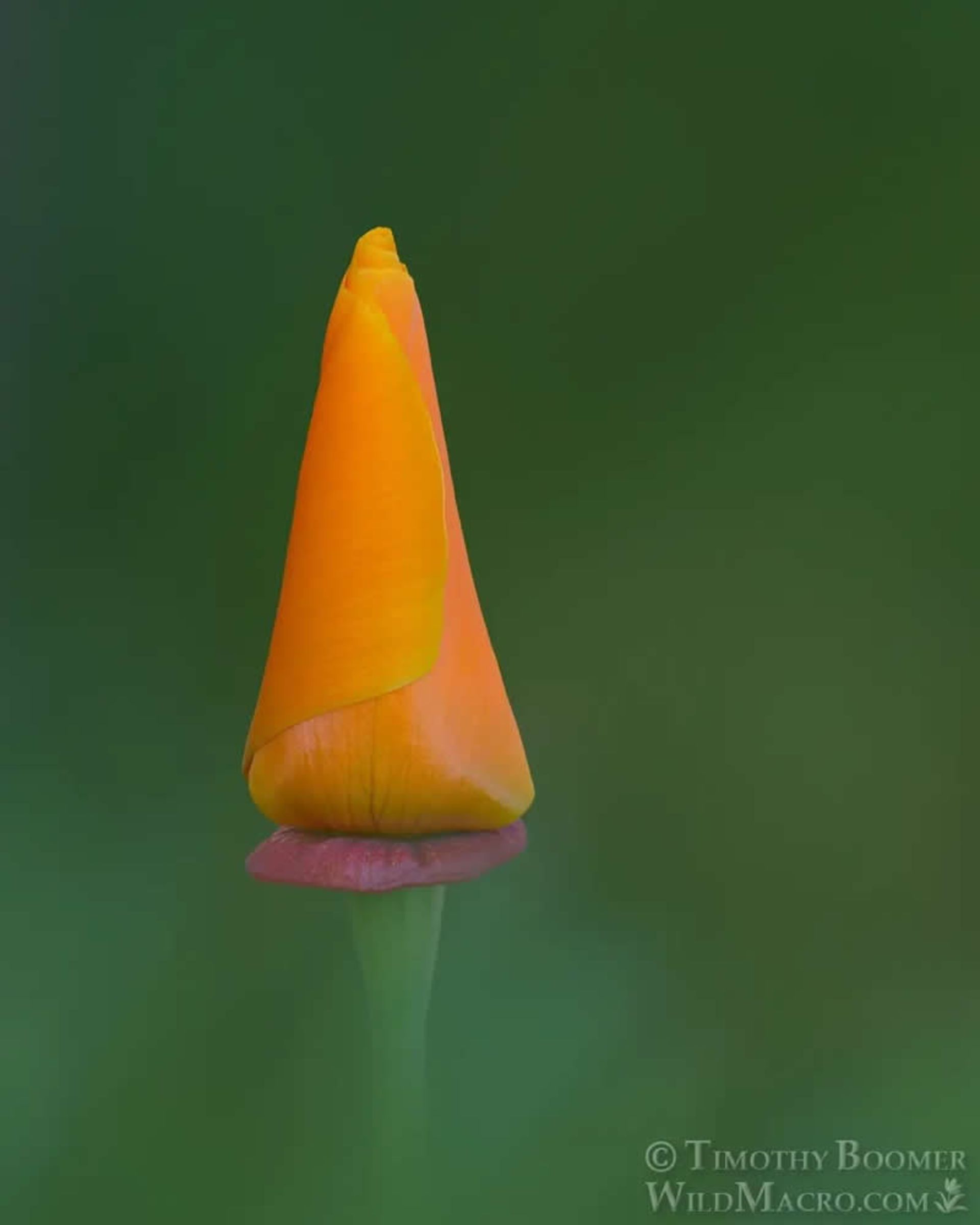 تصویر ماکرو از قارچ‌