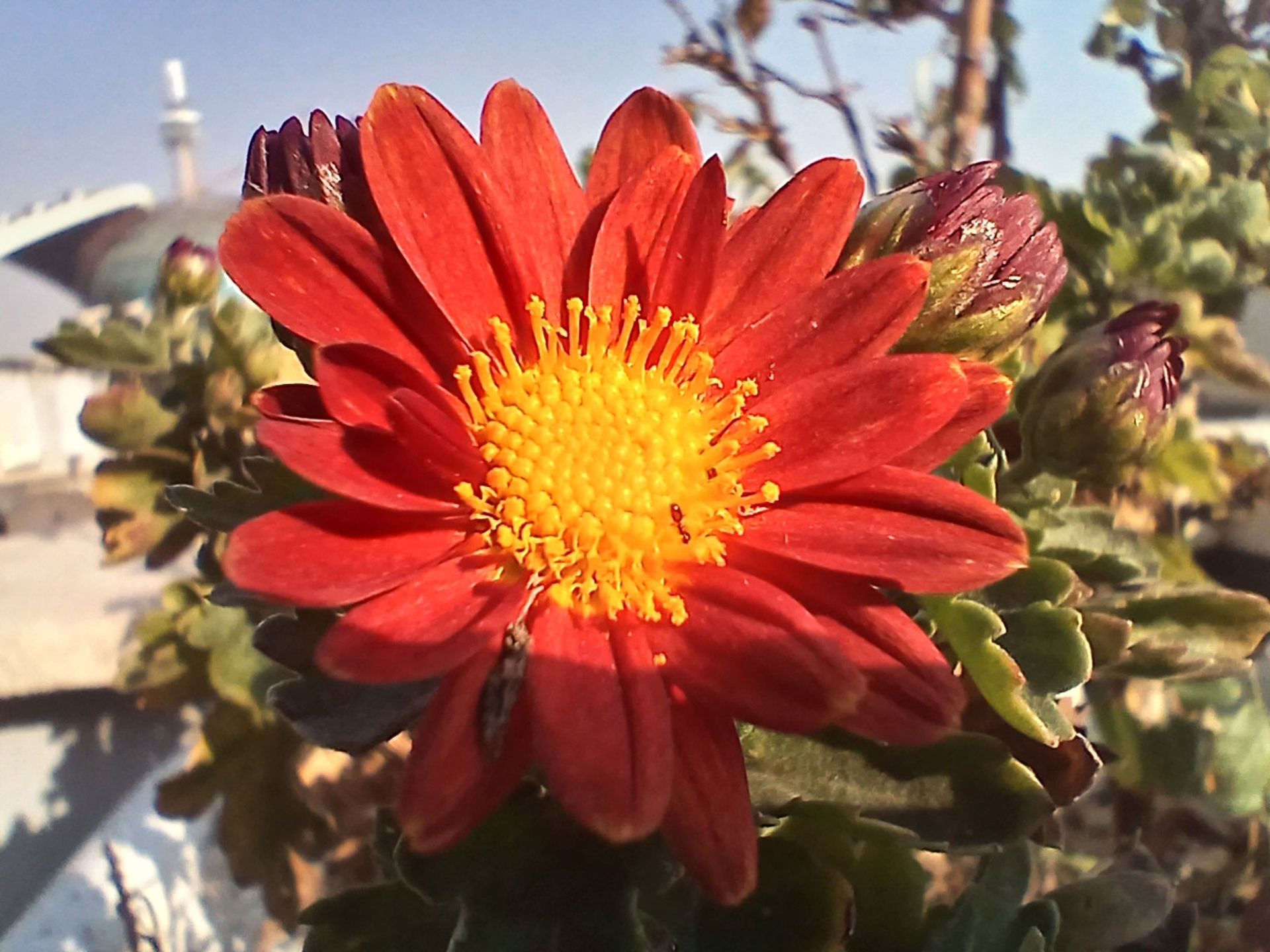 نمای نزدیک از گل قرمز