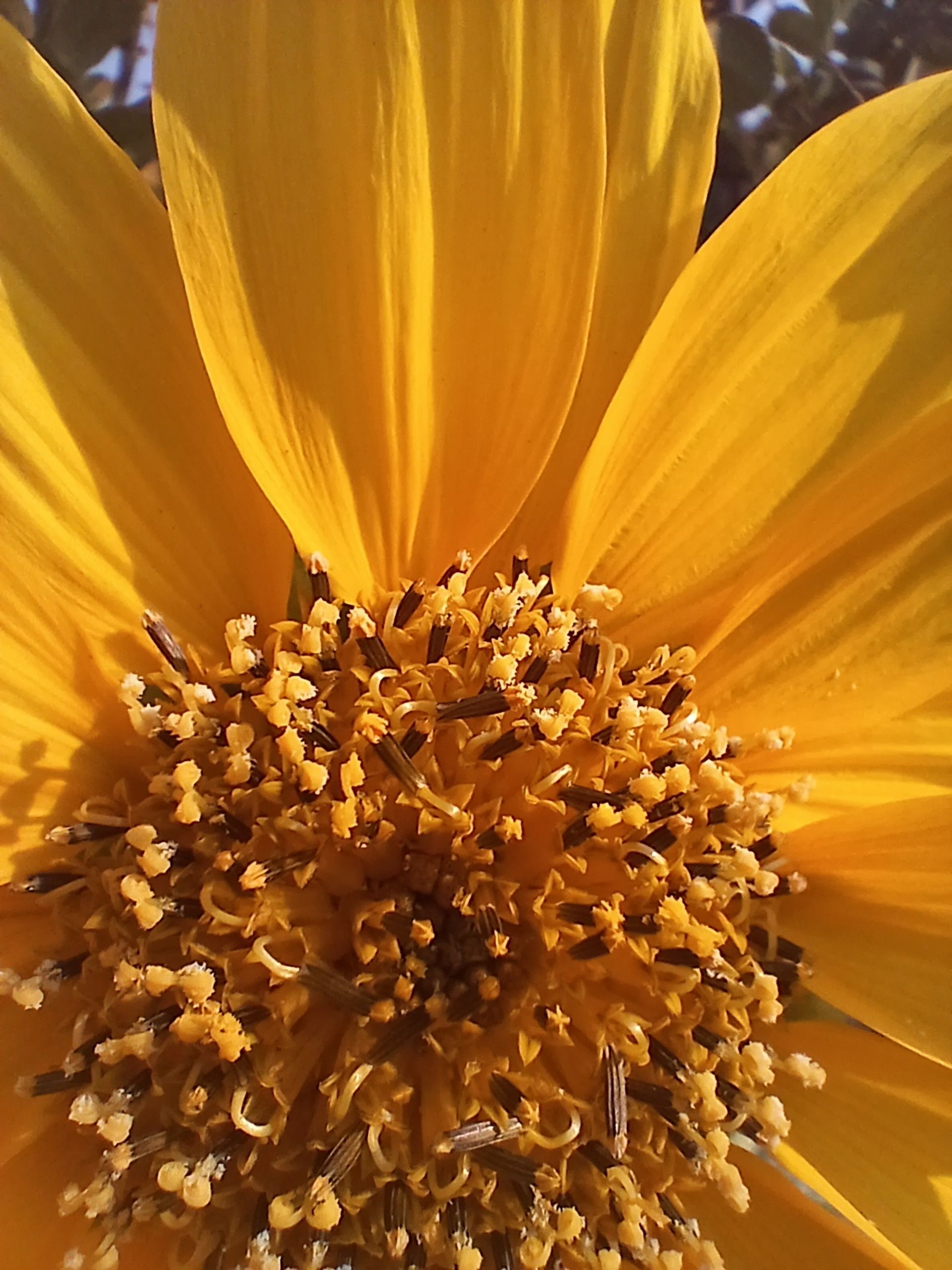 نمای نزدیک از گل زردرنگ