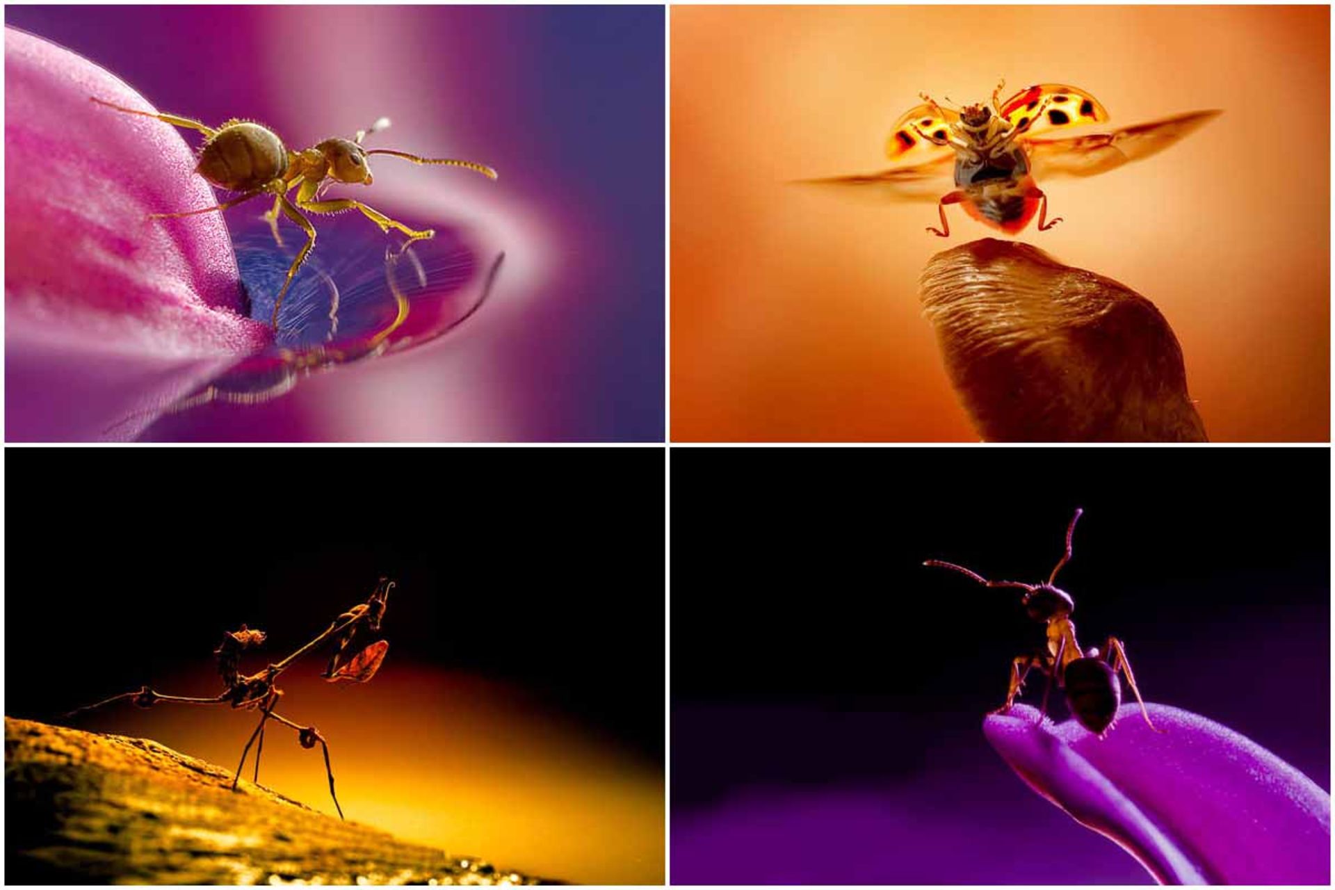 عکس‌های ماکرو از حشرات