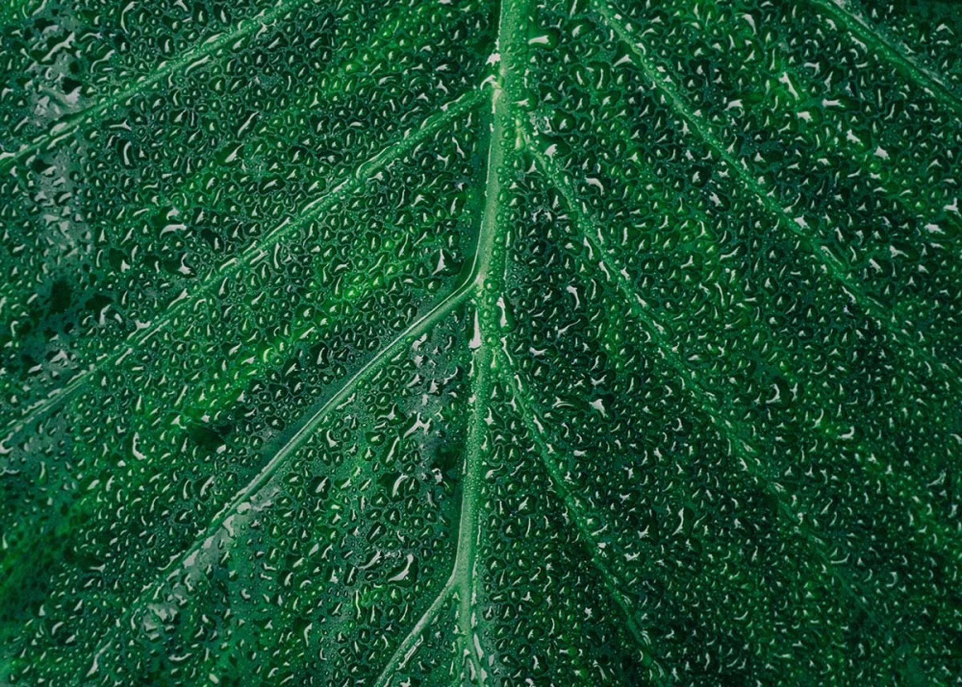 قطرات آب روی برگ سبز