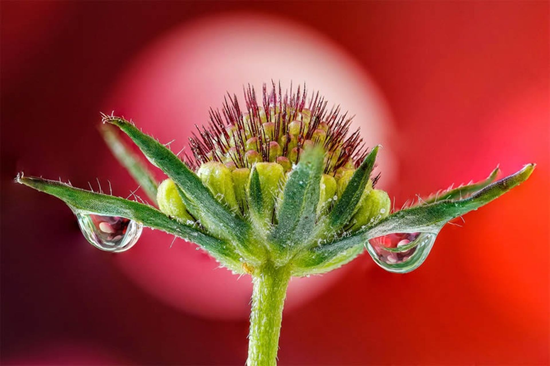 چند قطره آب روی گل و برگ