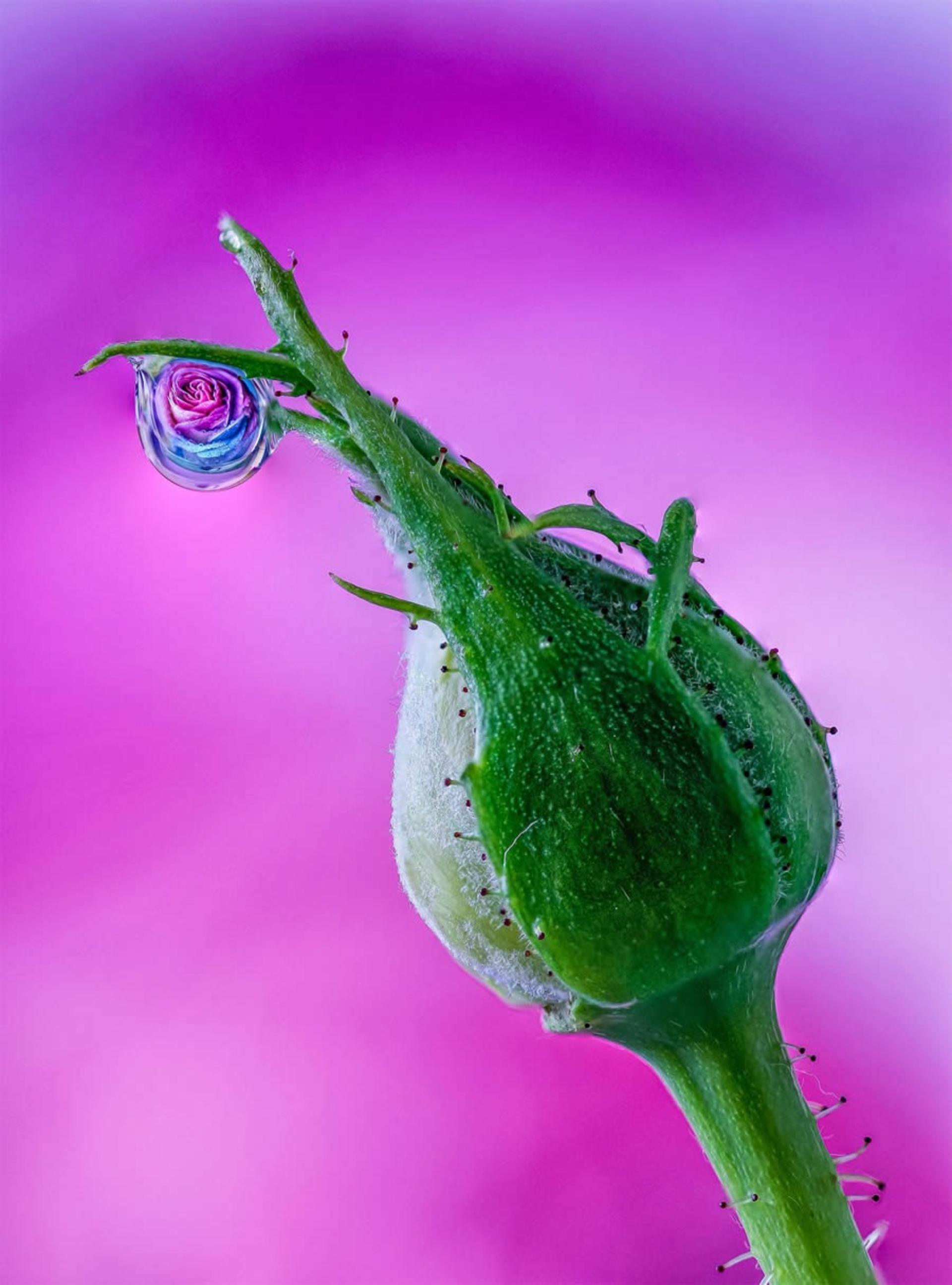 قطره آب روی گل