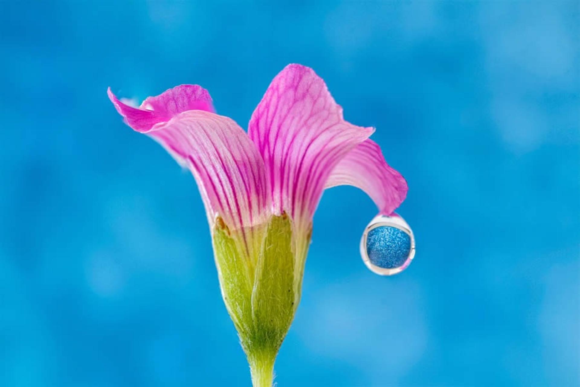 تصویر ماکرو از قطره آب روی گل صورتی