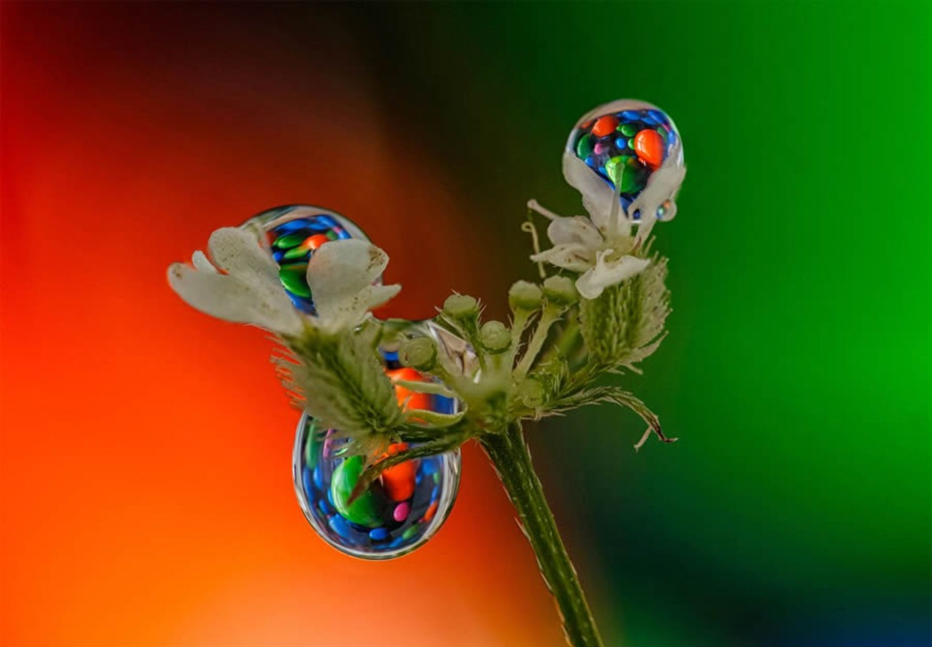 قطره های آب روی گل