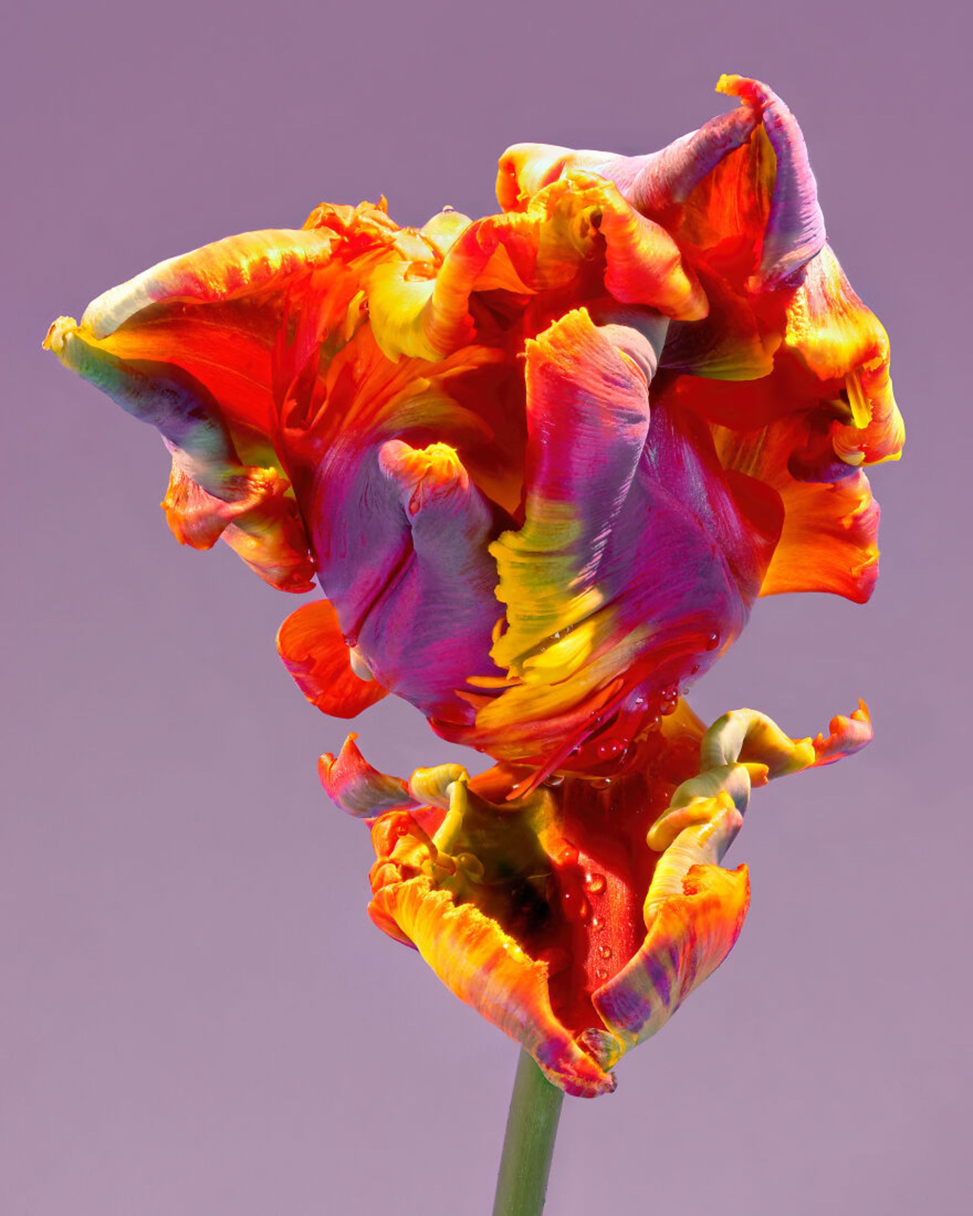 گل‌های نارنجی زرد 