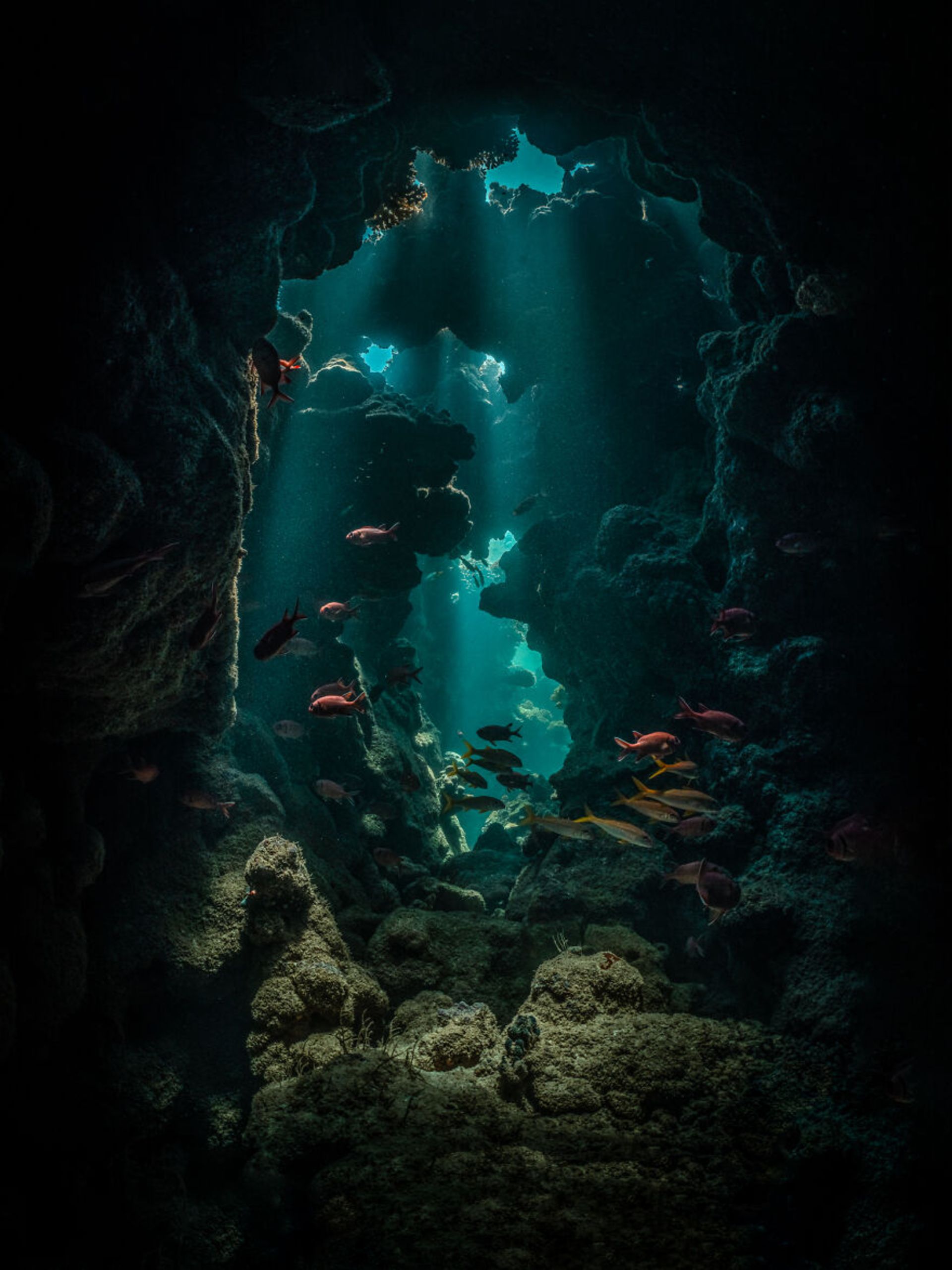 زیر دریا صخره ماهی