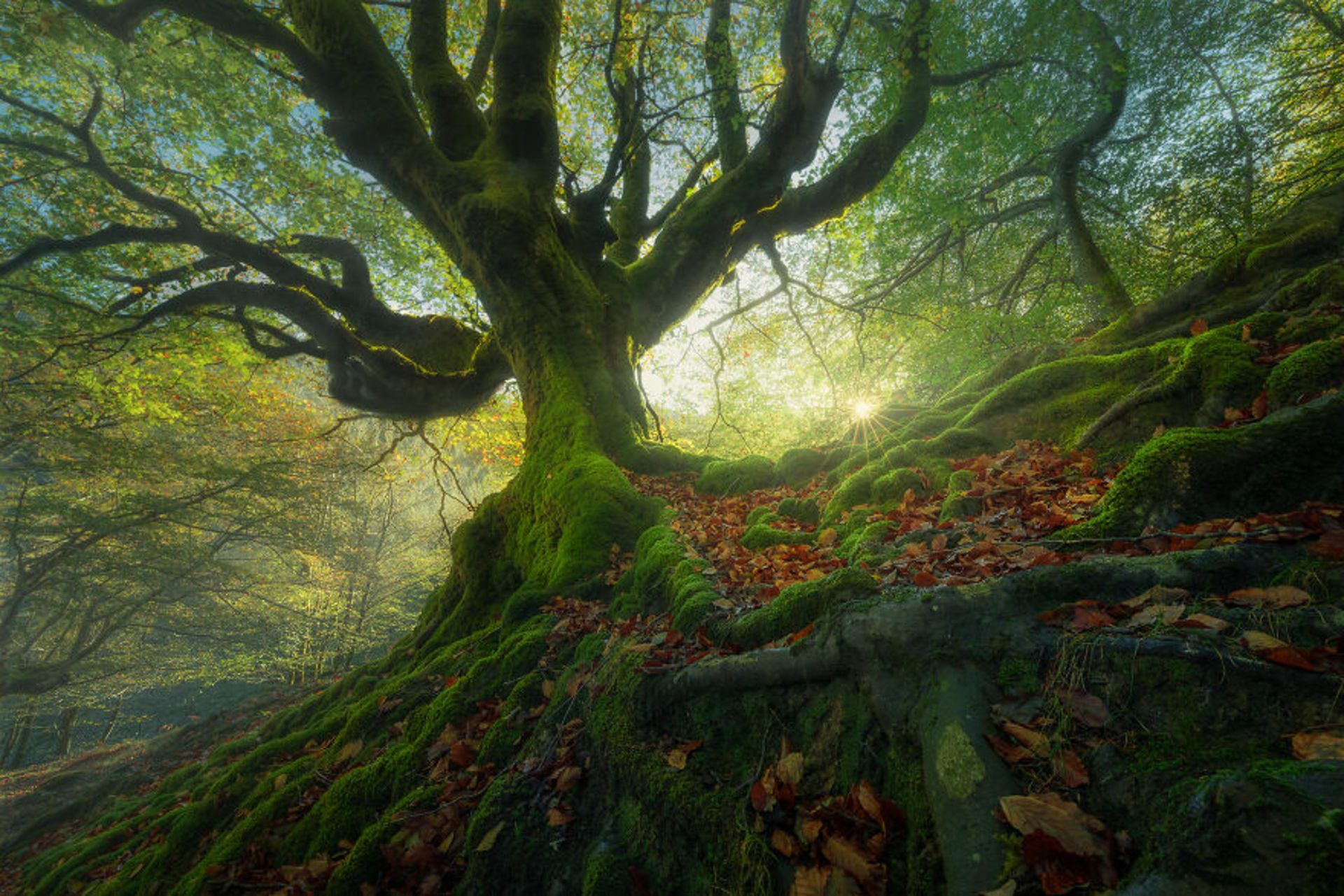 درخت بزرگ در طبیت