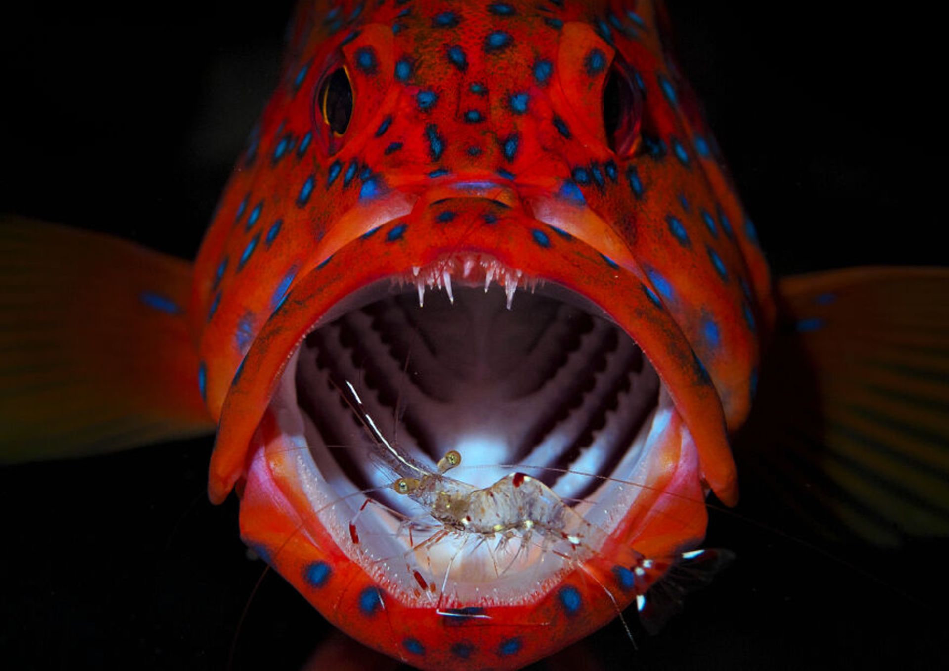 ماهی قرمز دهان باز
