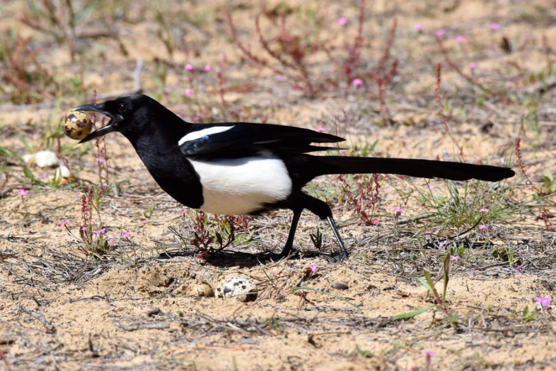 یک زاغی در آزمایش، تخم بلدرچین را از لانه مصنوعی برداشته است