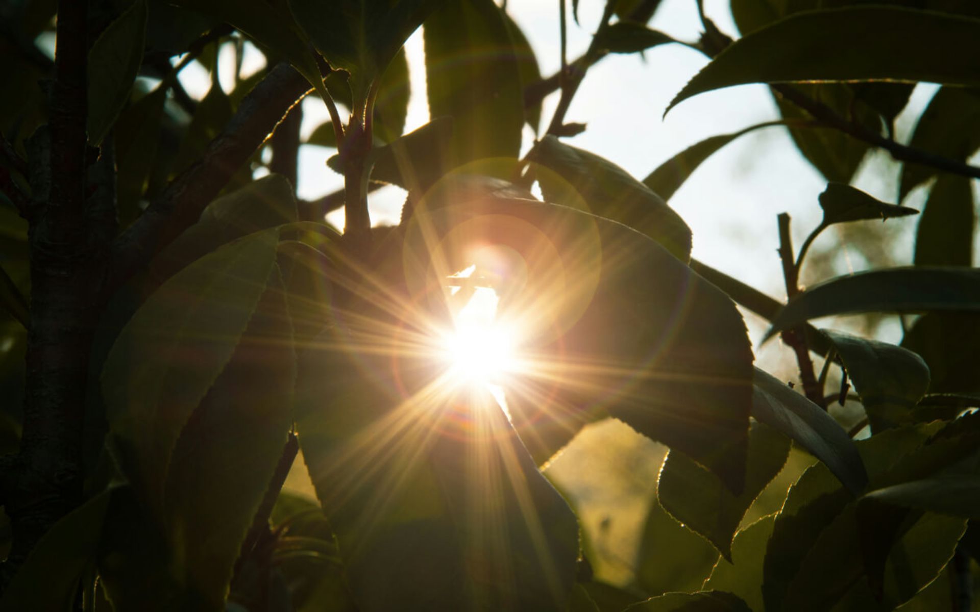 پدیده لنز فلر (Lens Flare)