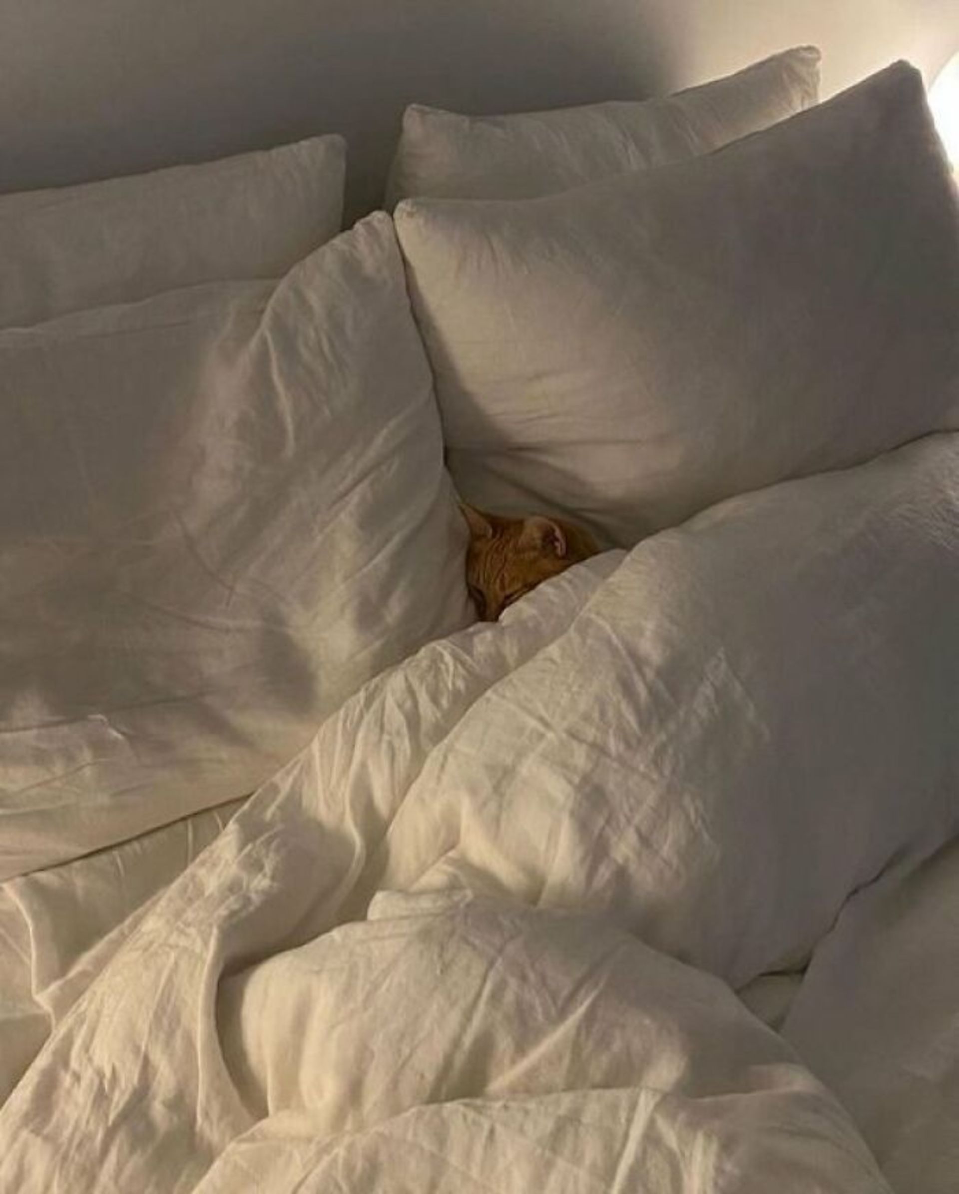 گربه خوابیده بین ملحفه های سفید تخت