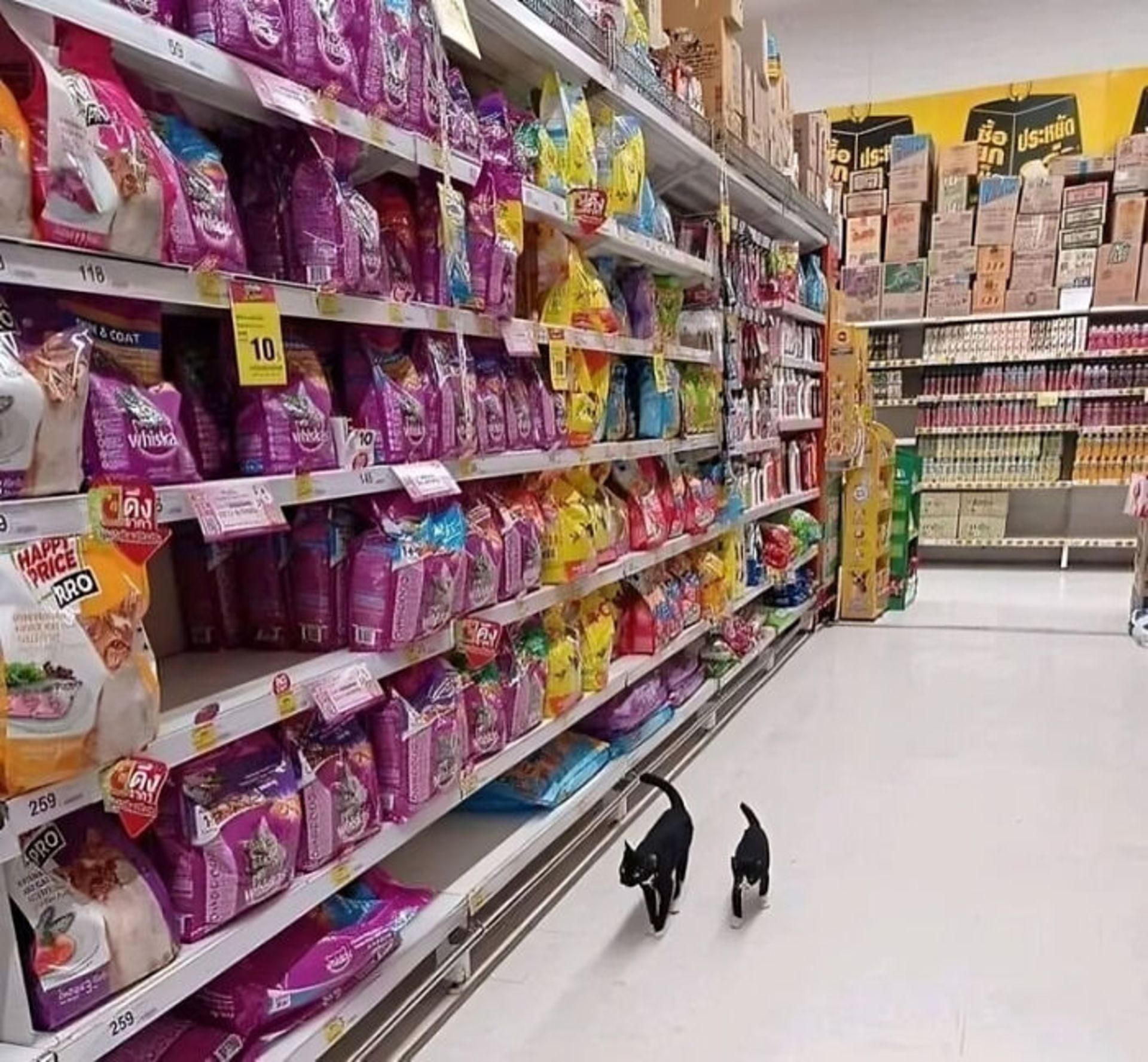 دو گربه در فروشگاه بین قفسه های شوینده و خوراکی