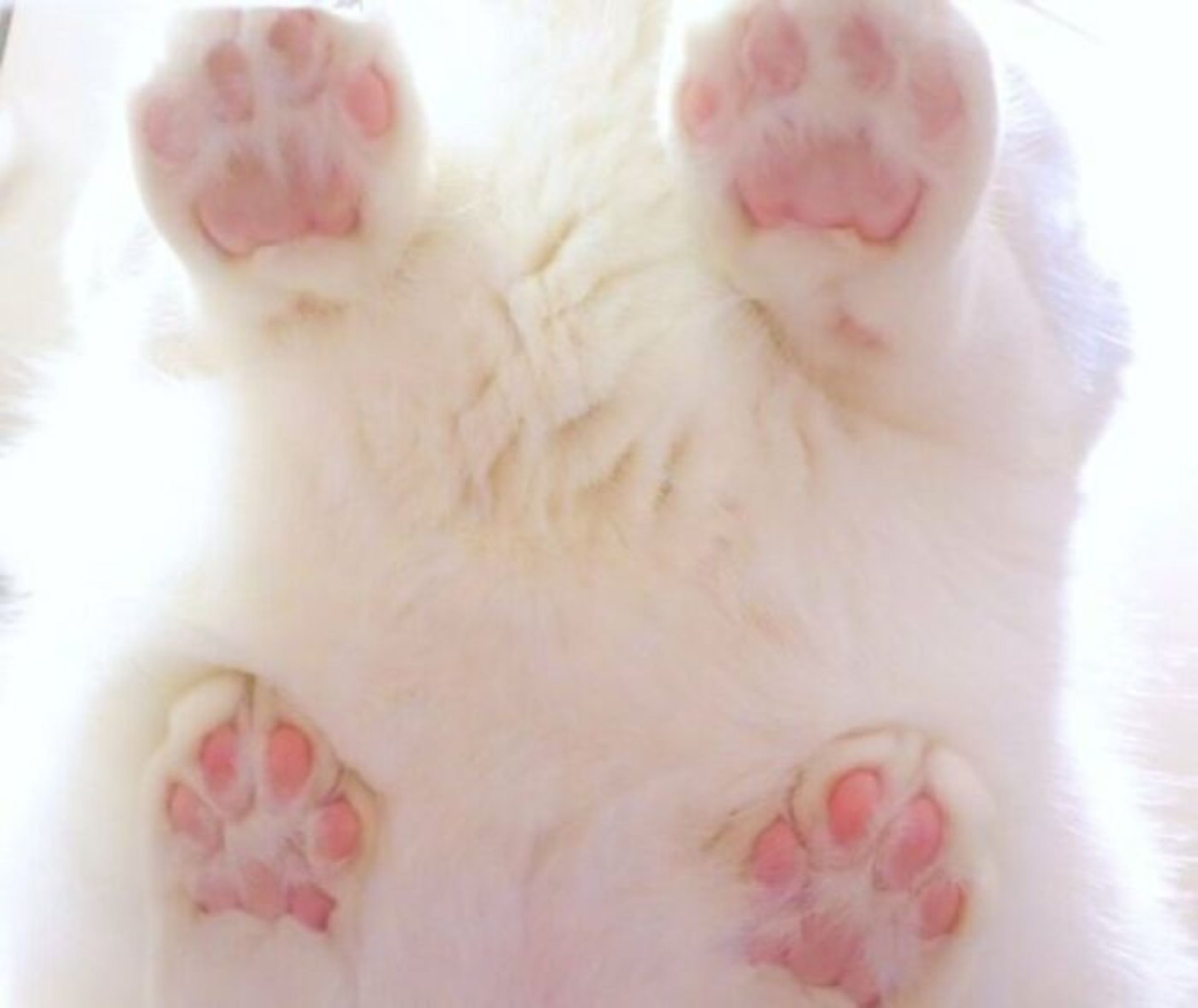 گربه سفید و پنجه‌های صورتی از نمای پایین
