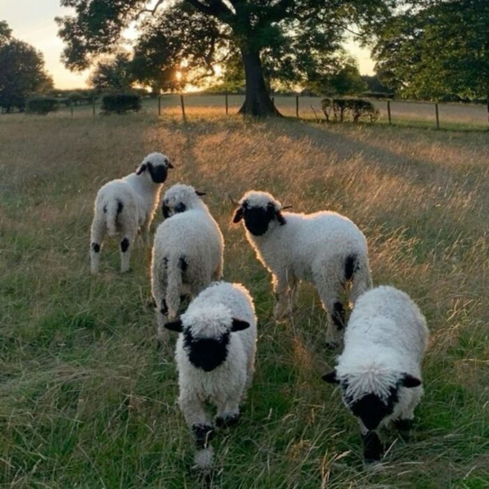 صف گوسفندها و بره ها