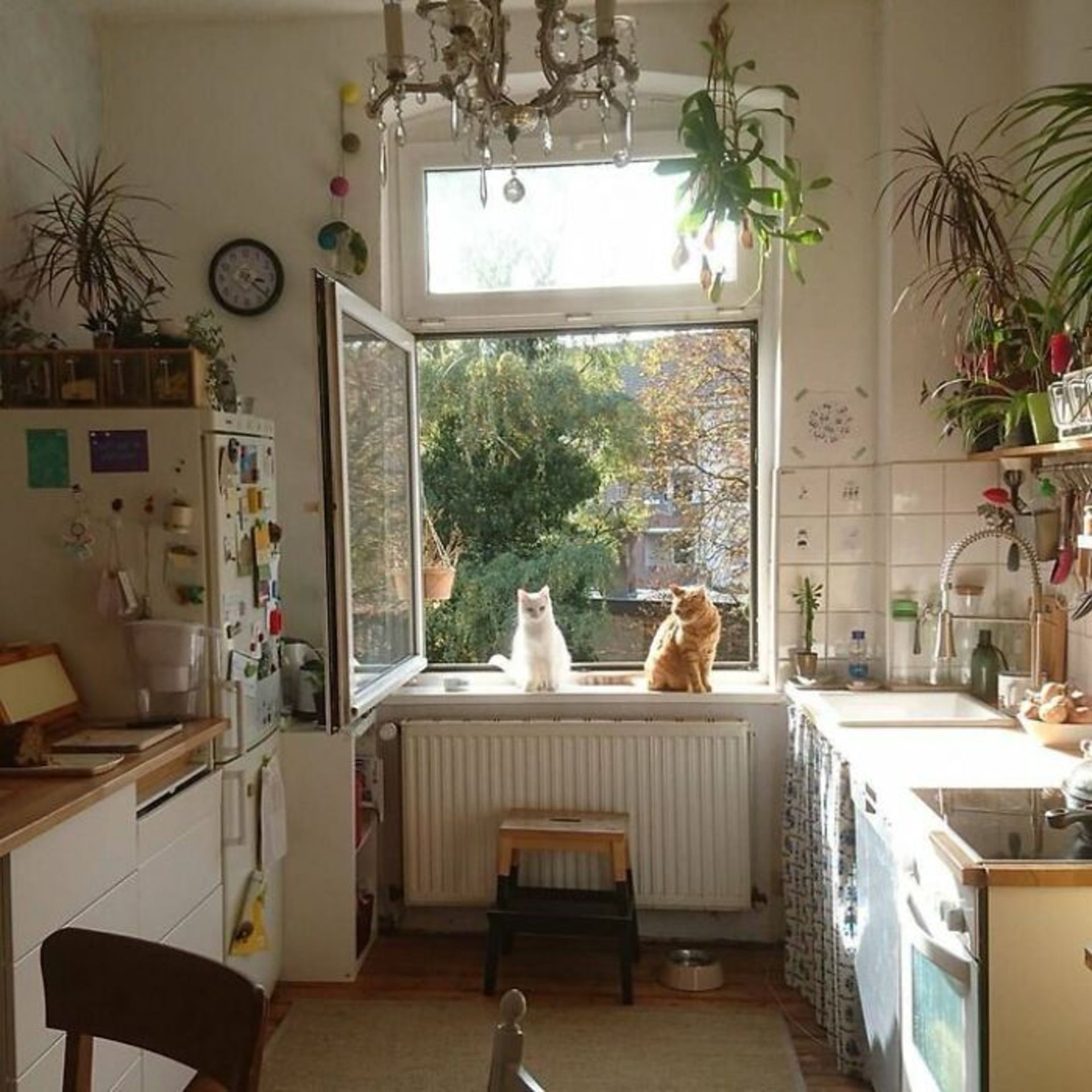دو گربه روبه‌رو پنجره آشپزخانه 