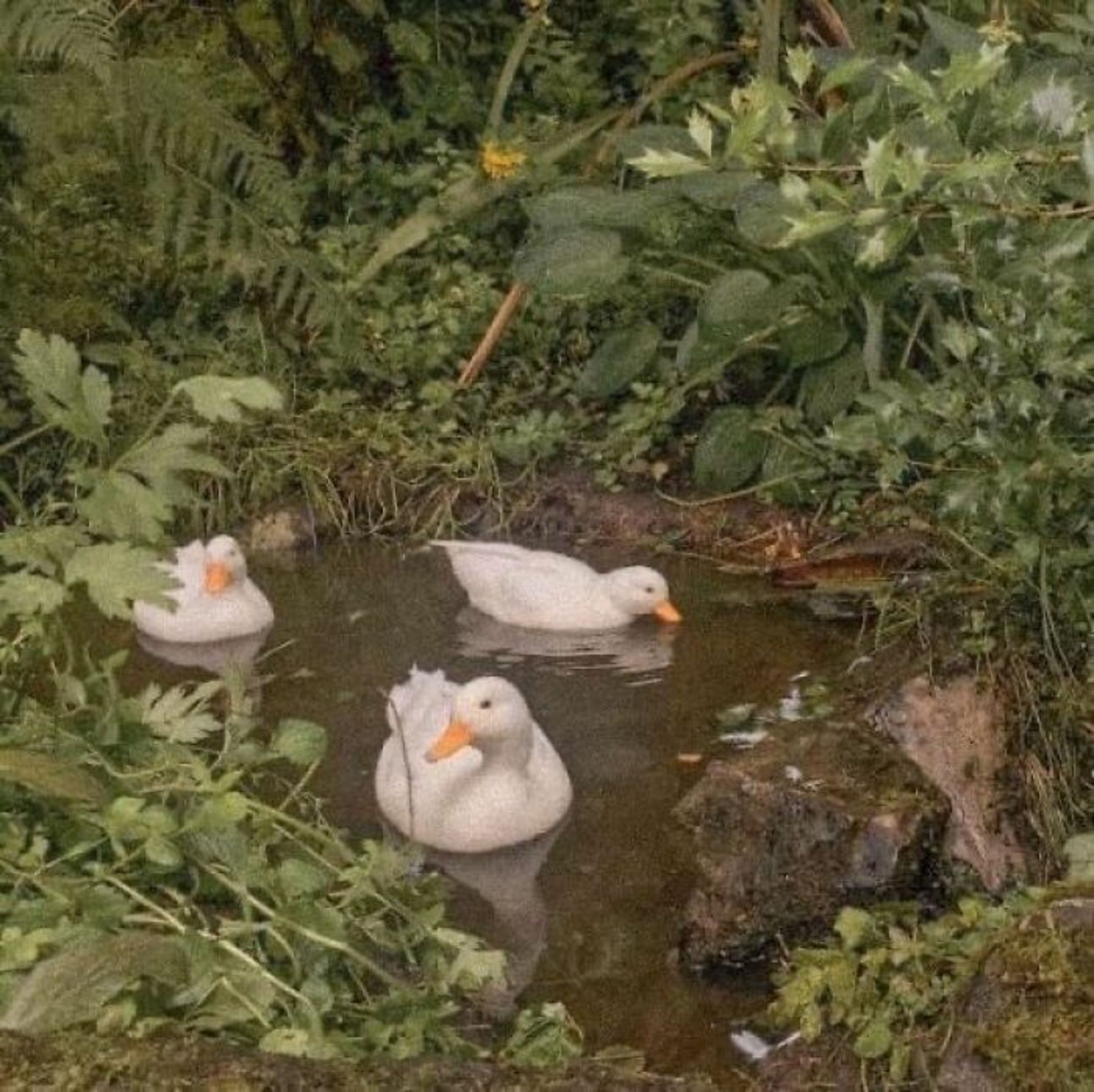 اردک‌ ها در آب رودخانه