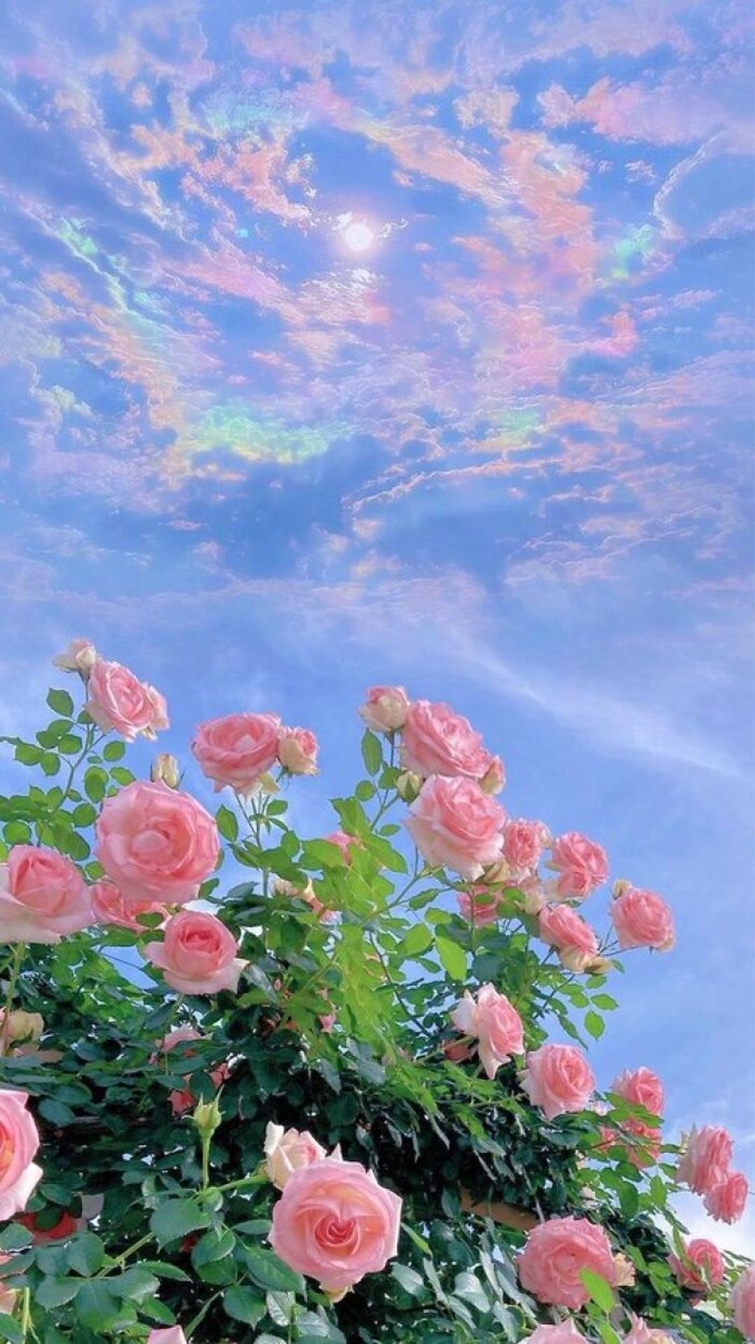 رزهای صورتی آسمان آبی پر ابر 