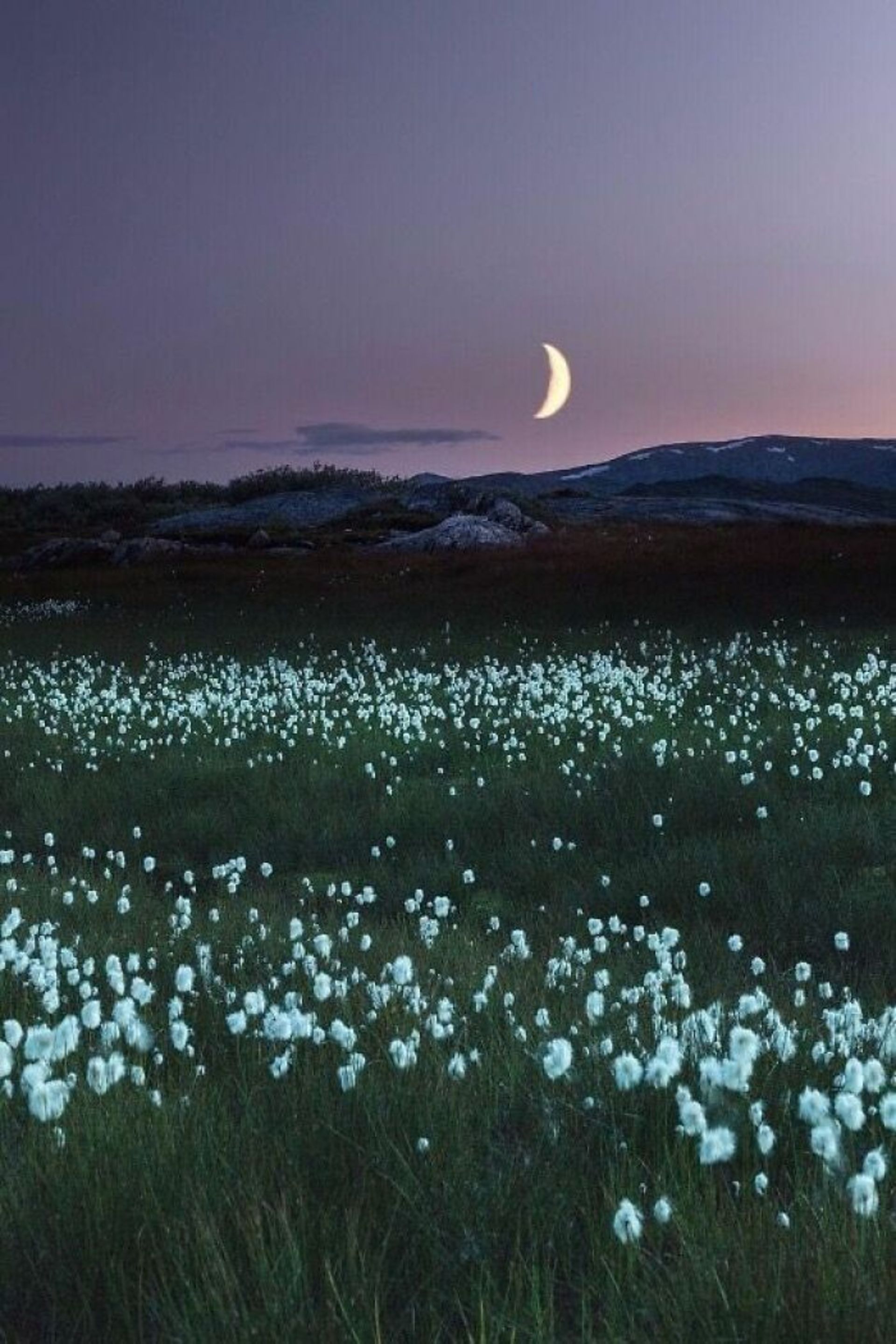 گل های سفید دشت زیر نور هلال ماه