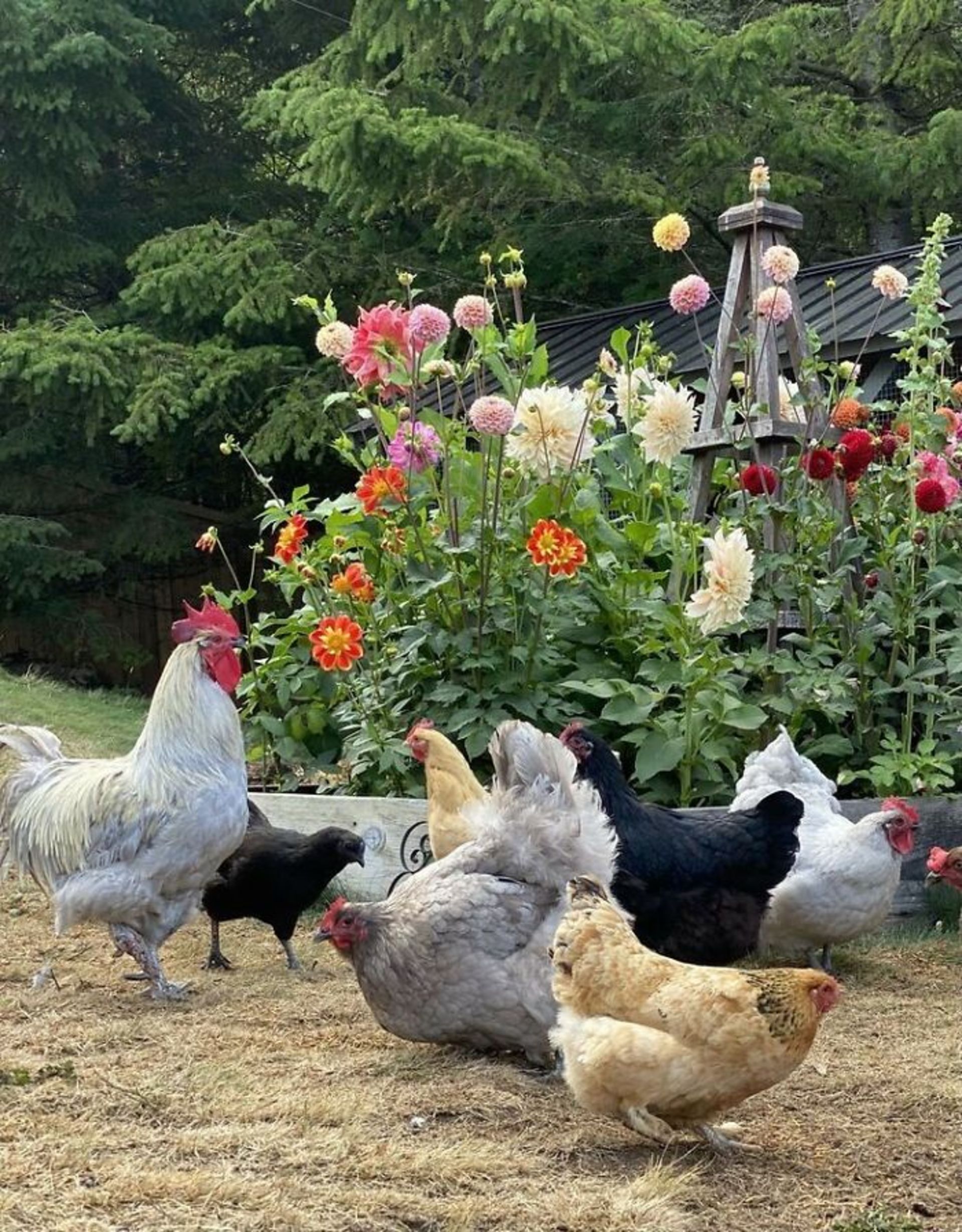 مرغ و خروس در باغ