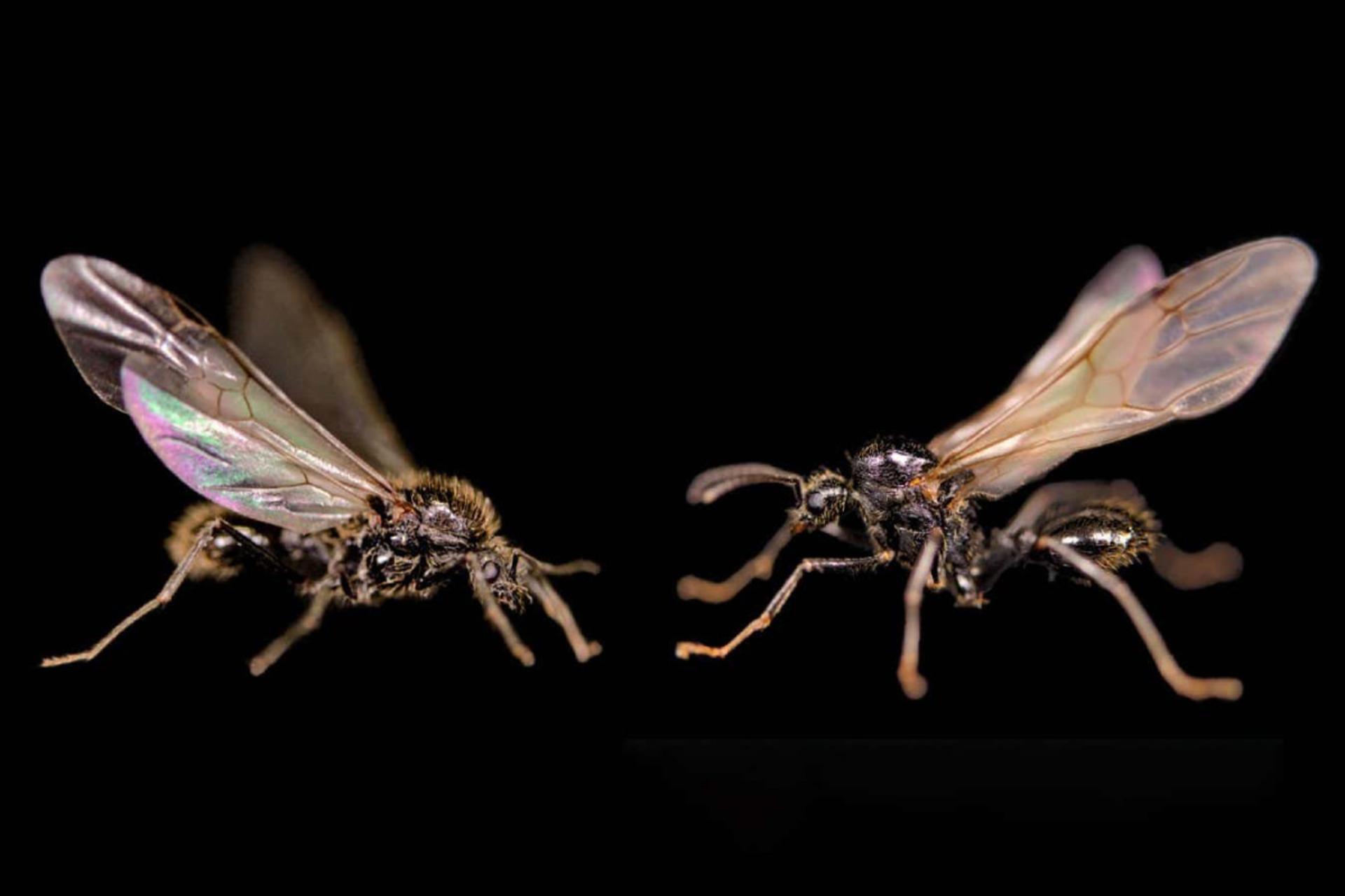 استراتژی شگفت‌انگیز بقا در مورچه‌ها: ملکه‌هایی که نرهای گونه‌ای دیگر را به دنیا می‌آورند