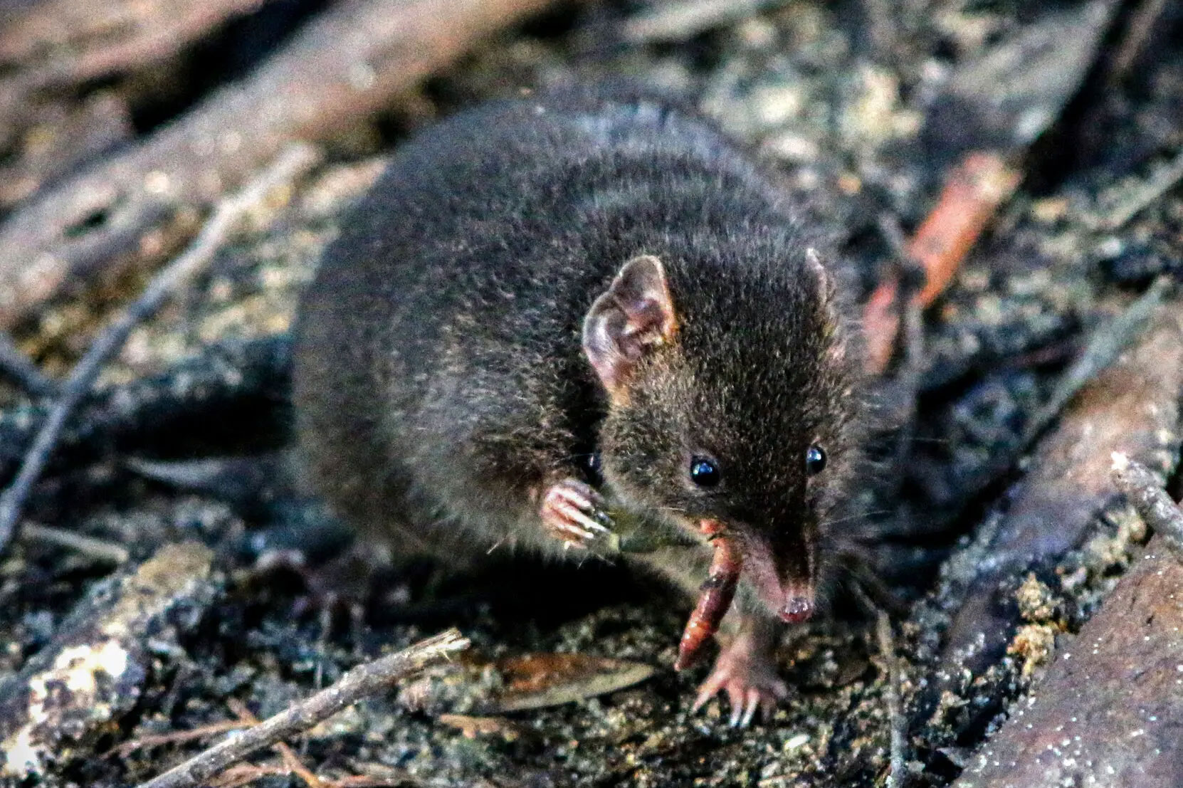 male dusky antechinus 65baab6fad00028634ae640b