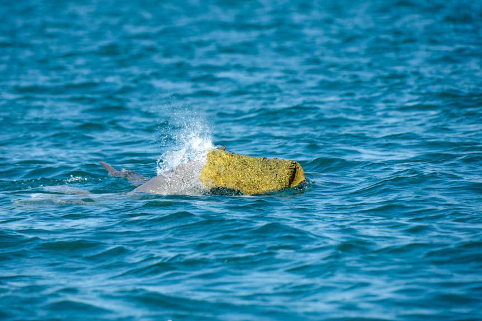 دلفین نر با اسفنج دریایی روی سر در آب