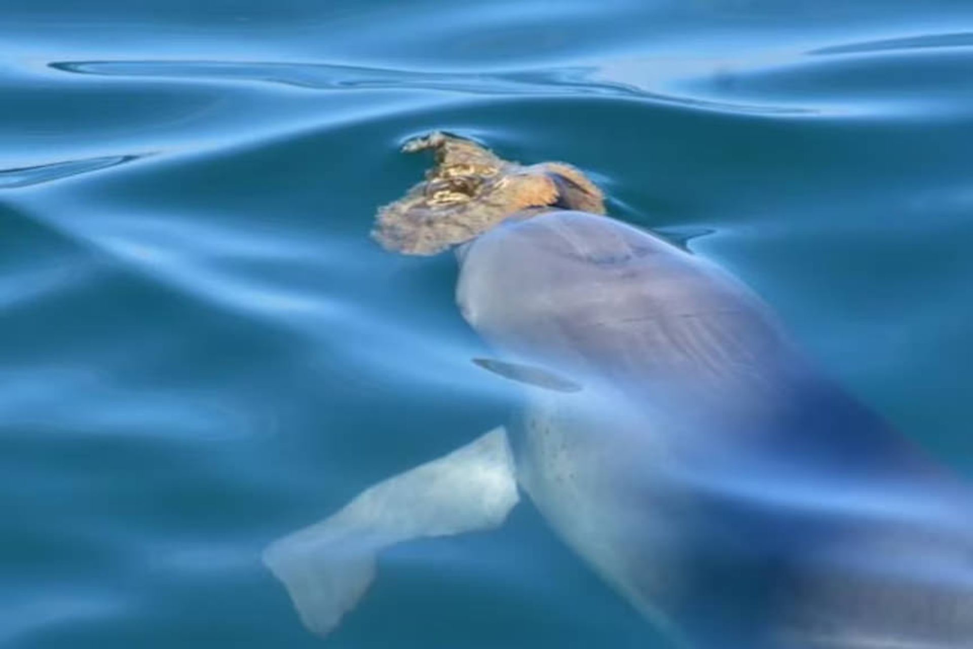 دلفین نر با اسفنج دریایی روی سر در آب