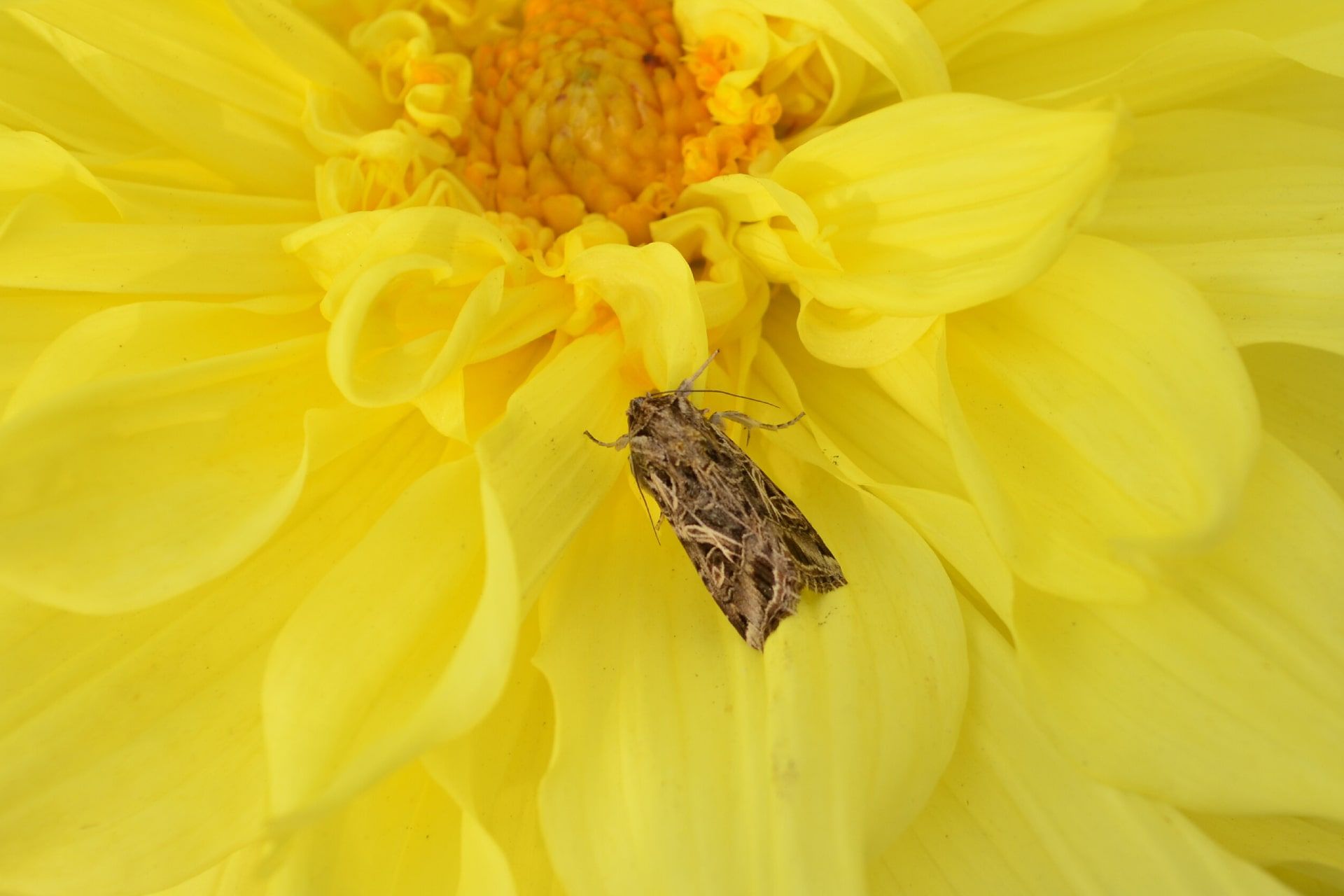 کرم برگخوار پنبه یا پرودنیا  روی گل زرد