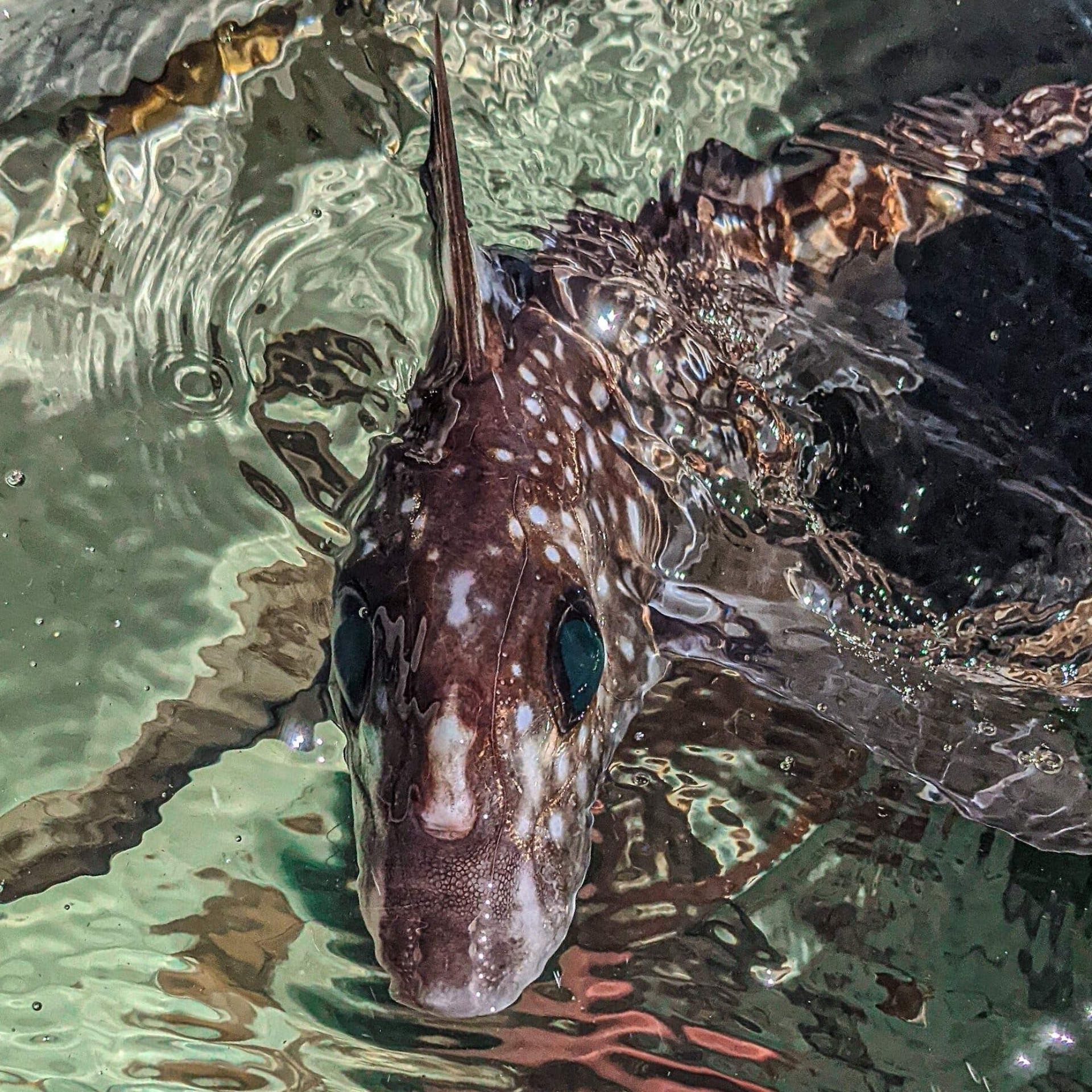 نمای تمام‌رخ موش‌ماهی خال‌خالی با دندان‌های پیشانی‌اش