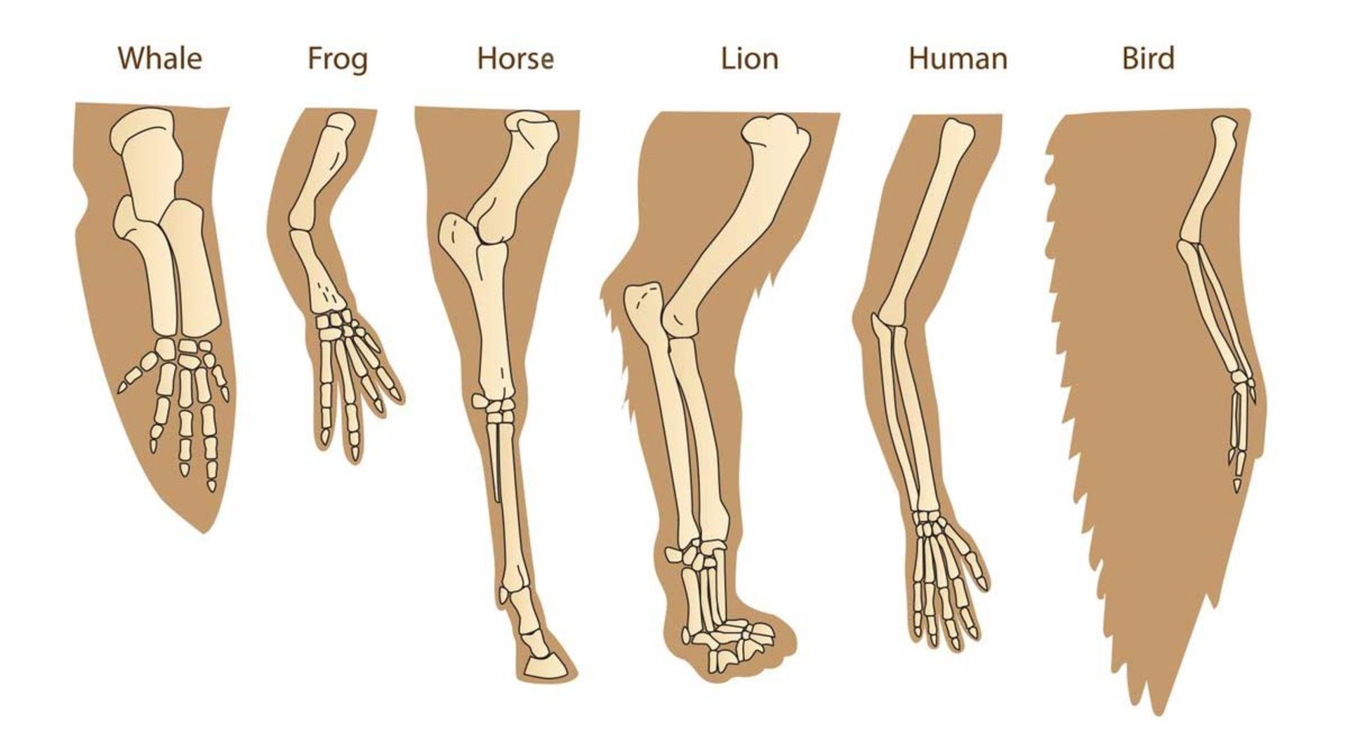 The forelimbs of mammals, including the human arm, the forelimb of a lion, the forelimb of a whale, and the wing of a bird