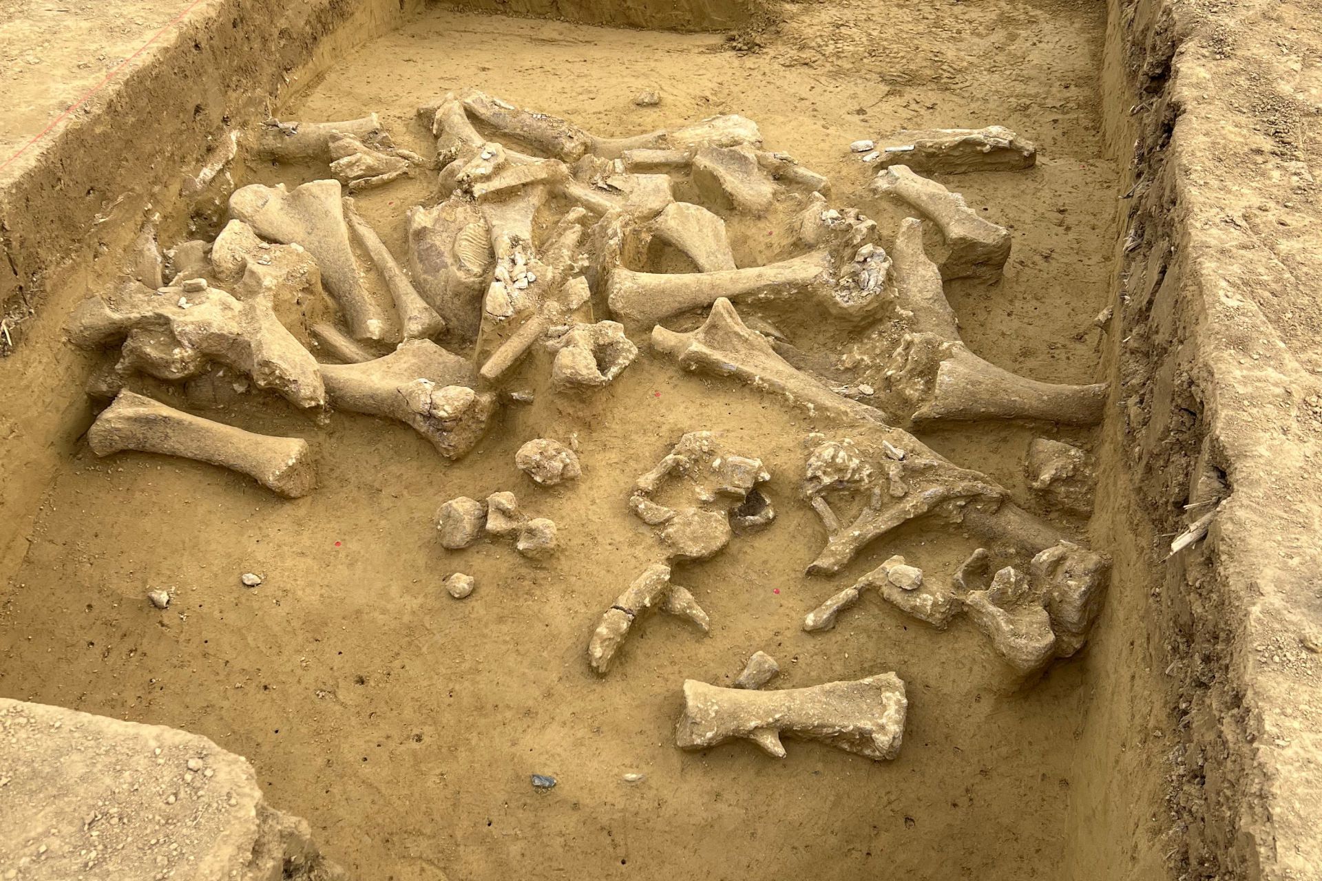 بقایای ماموت کشف شده در اتریش