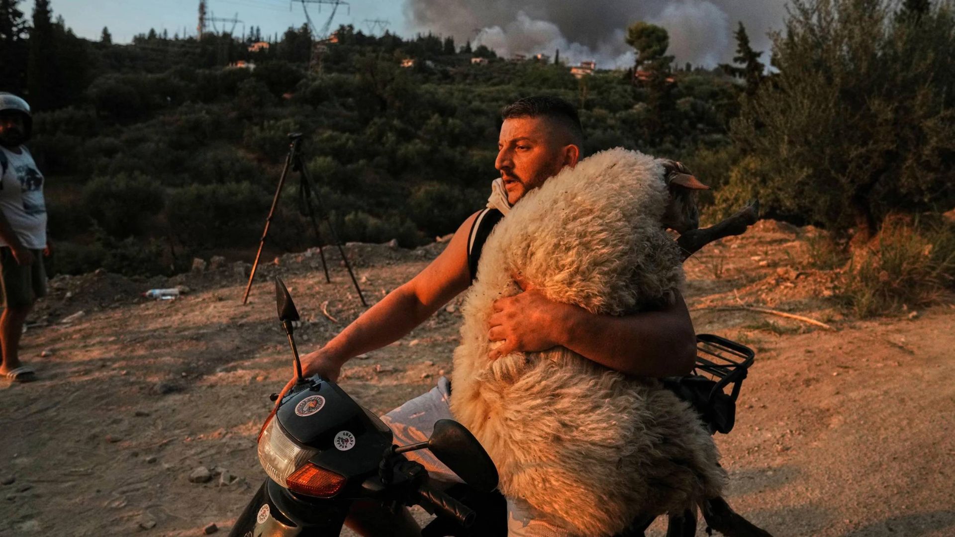 نجات گوسفند از آتش سوزی در یونان