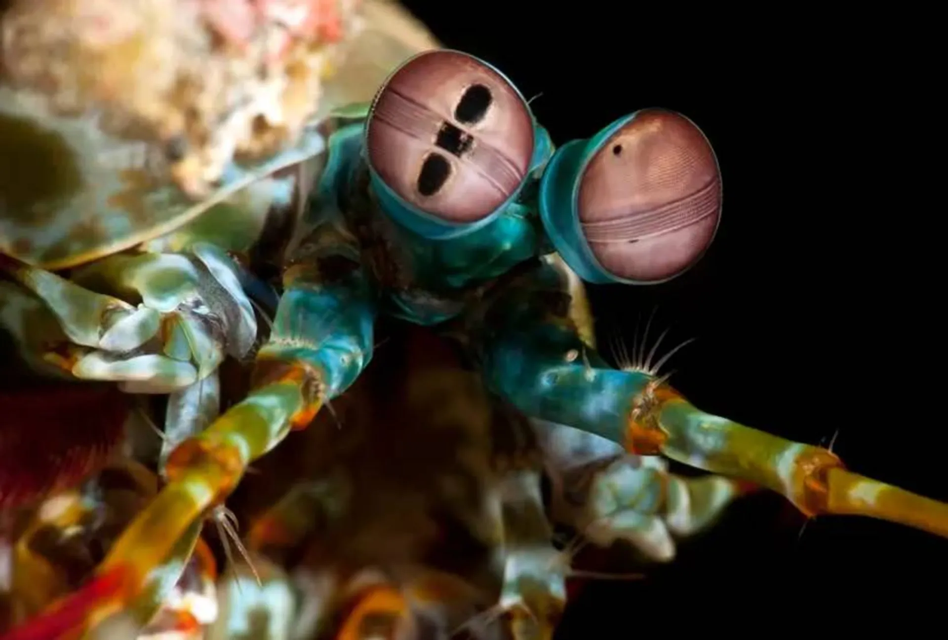 چشم‌های دهان‌پا 