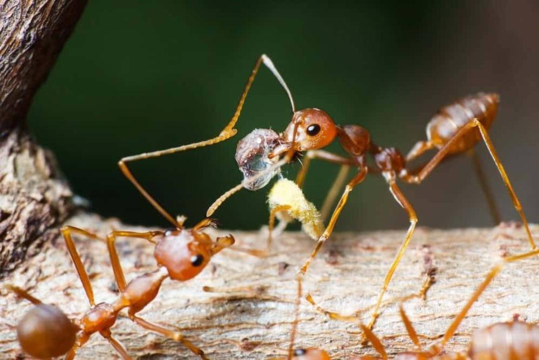 مورچه دروگر مریکوپا