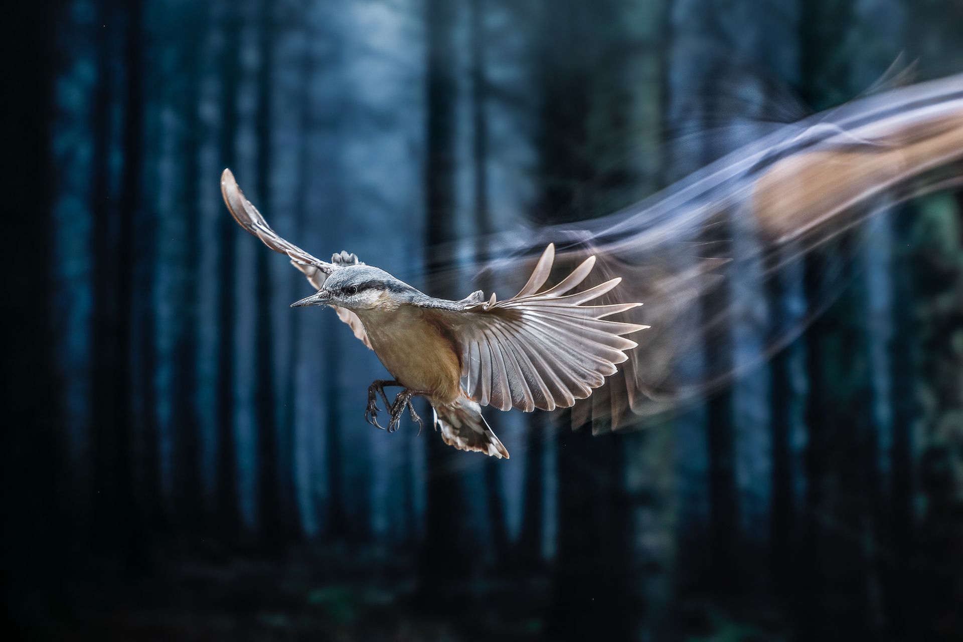 کمرکولی جنگلی در حال پرواز