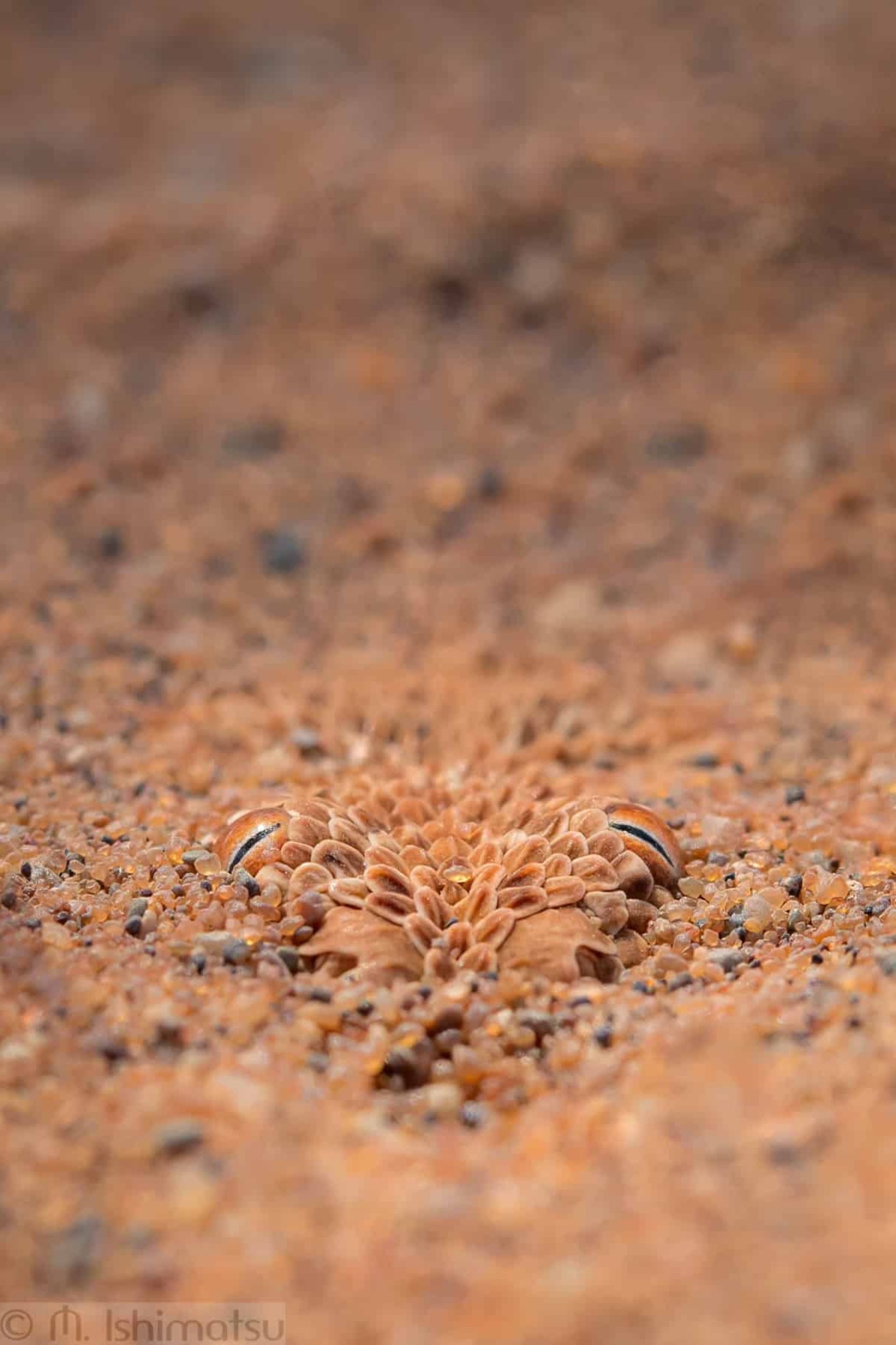 افعی پرینگویی (Bitis peringueyi) در نامیبیا