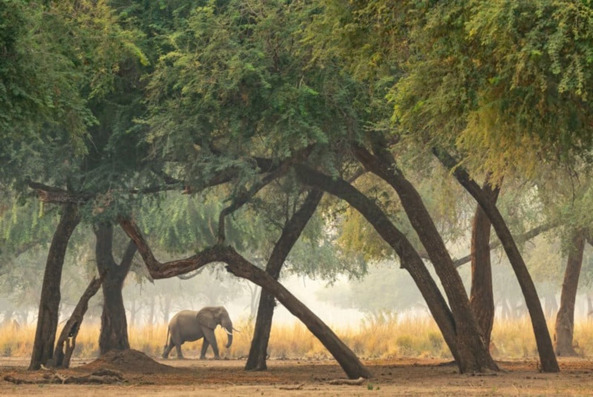 فیل آفریقایی تنها در جنگل درختان 