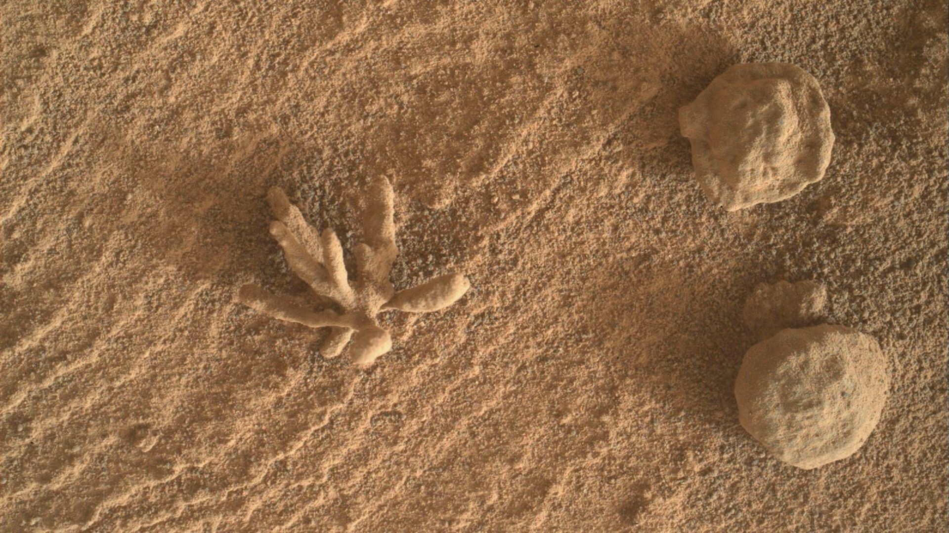 سنگ شبیه به گل در مریخ