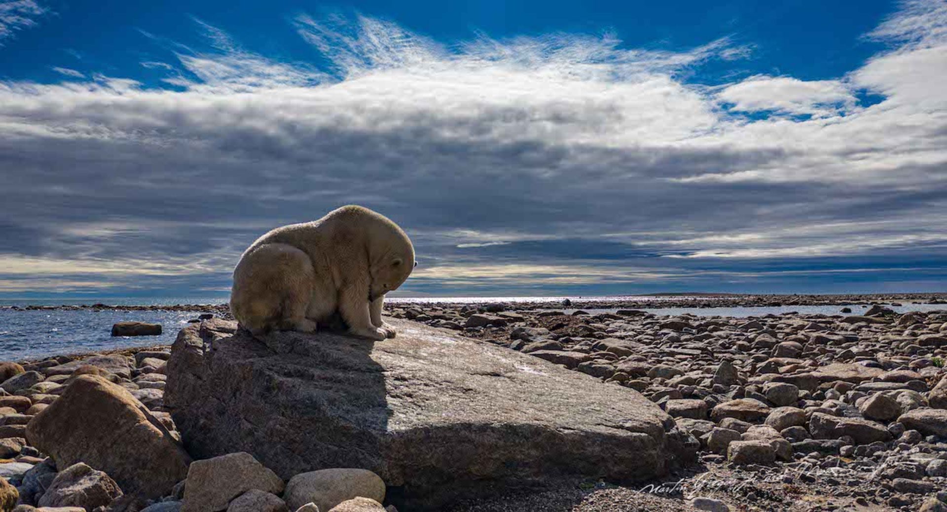 خرس قطبی دریا تخته سنگ آسمان ابر