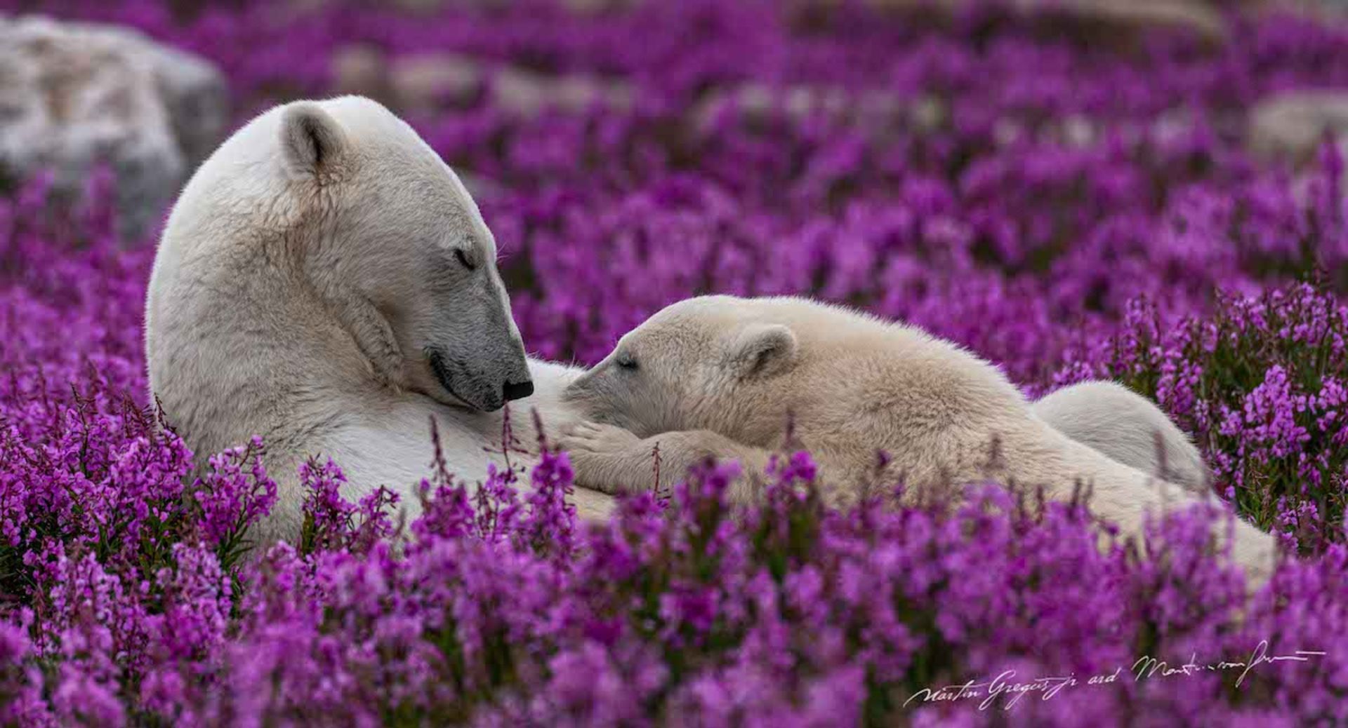 خرس قطبی مادر و بچه خرس سفید خواب گل بنفش سنبل
