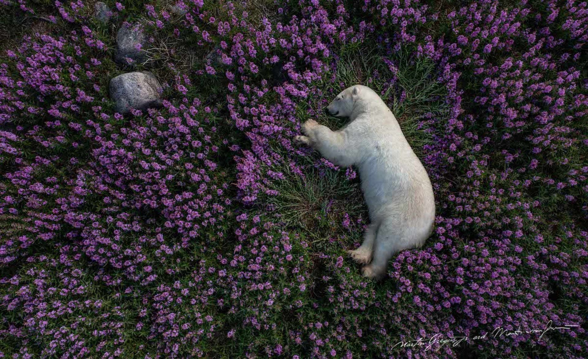 خرس قطبی خوابیده گل بنفش