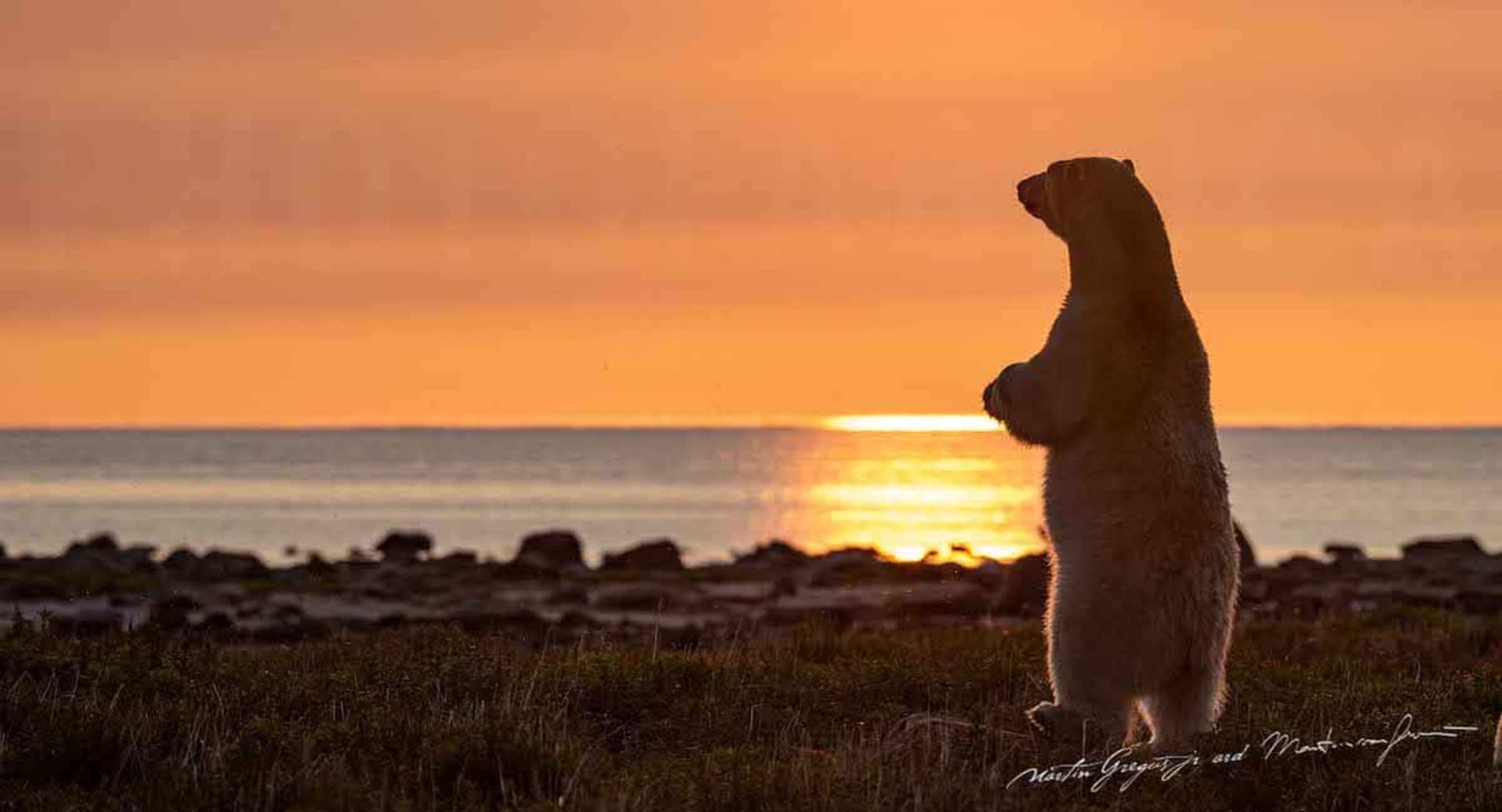 خرس قطبی دریا آسمان غروب