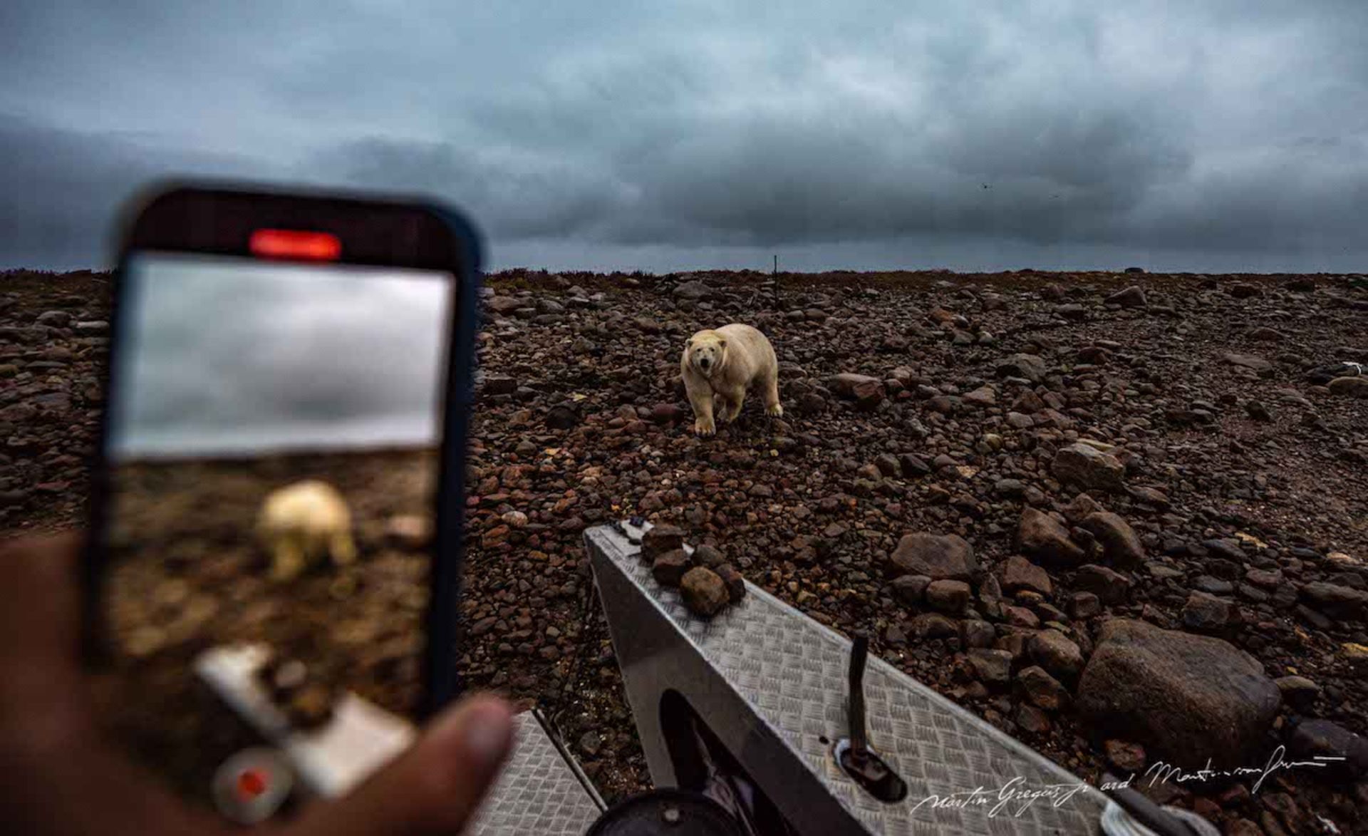 خرس قطبی دریا ساحل دوربین گوشی