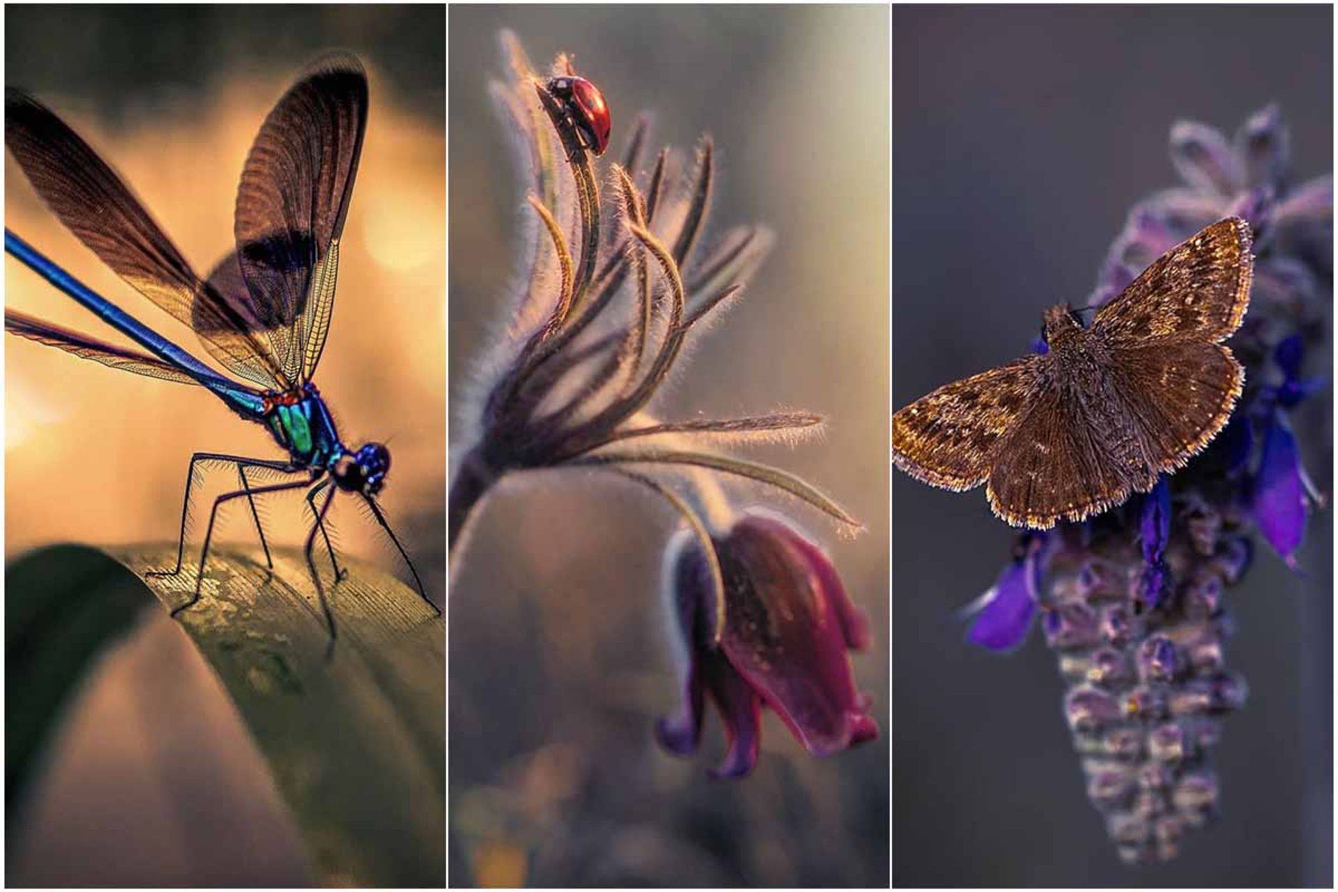 ماکروی حشره و گل