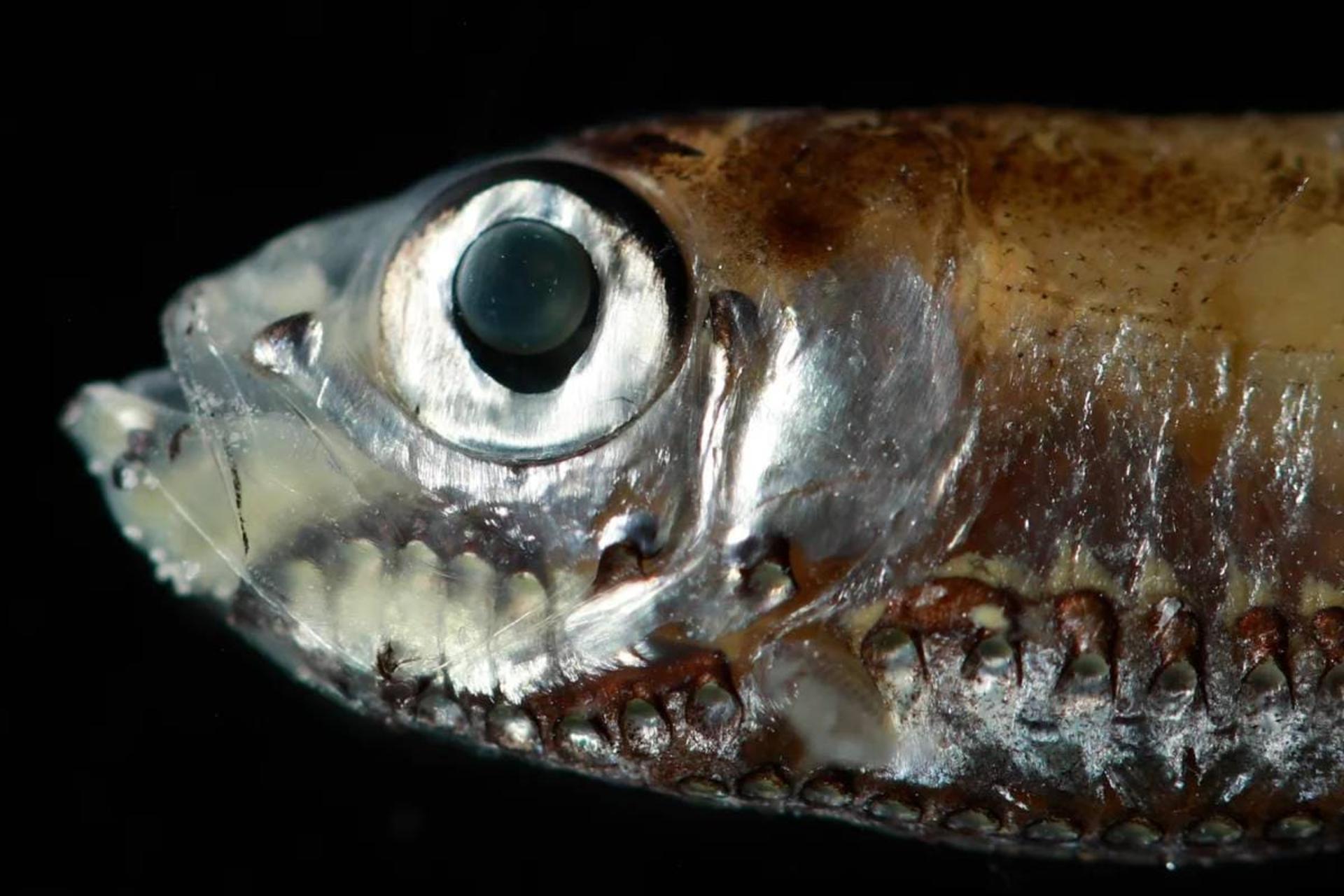 ماهی تبرزین