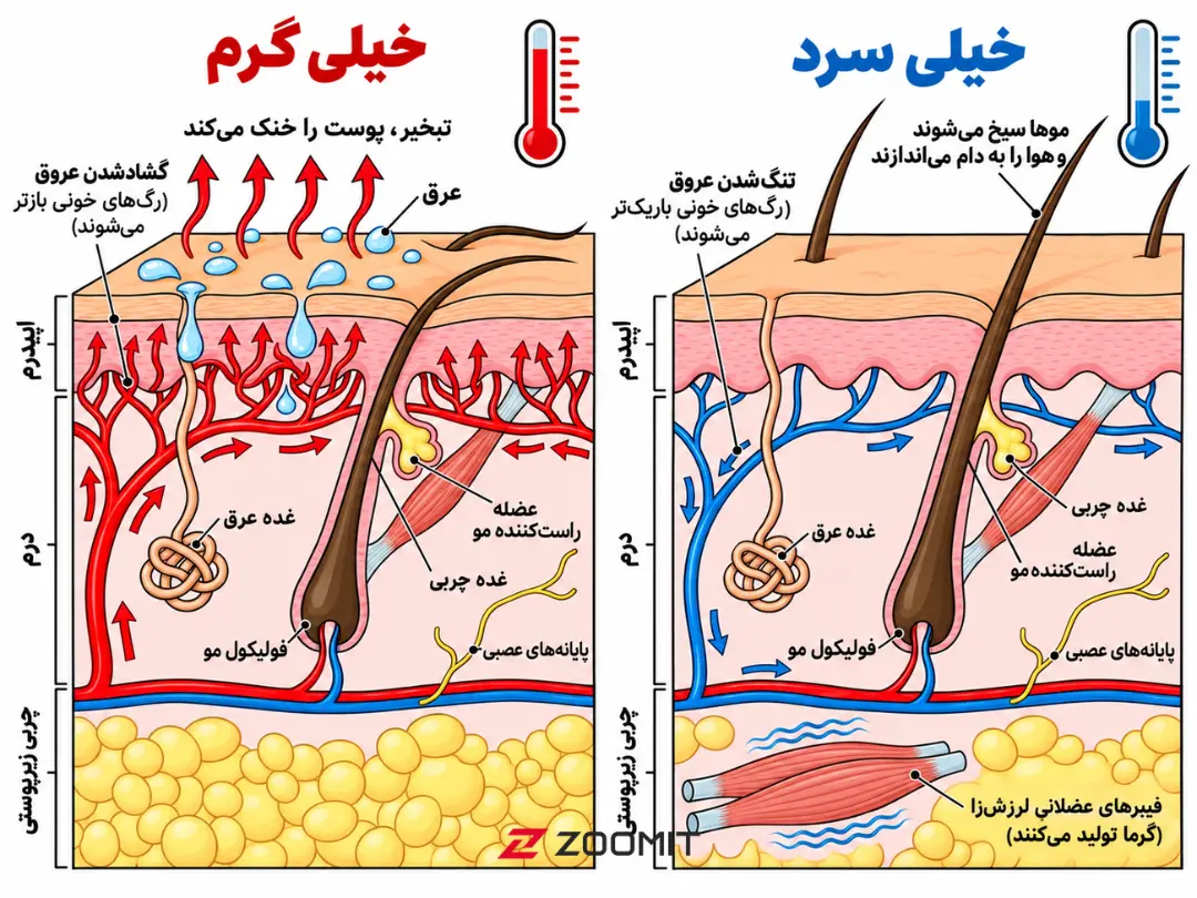 ساختار پوست در حالت‌های گرمای زیاد و سرمای شدید بدن