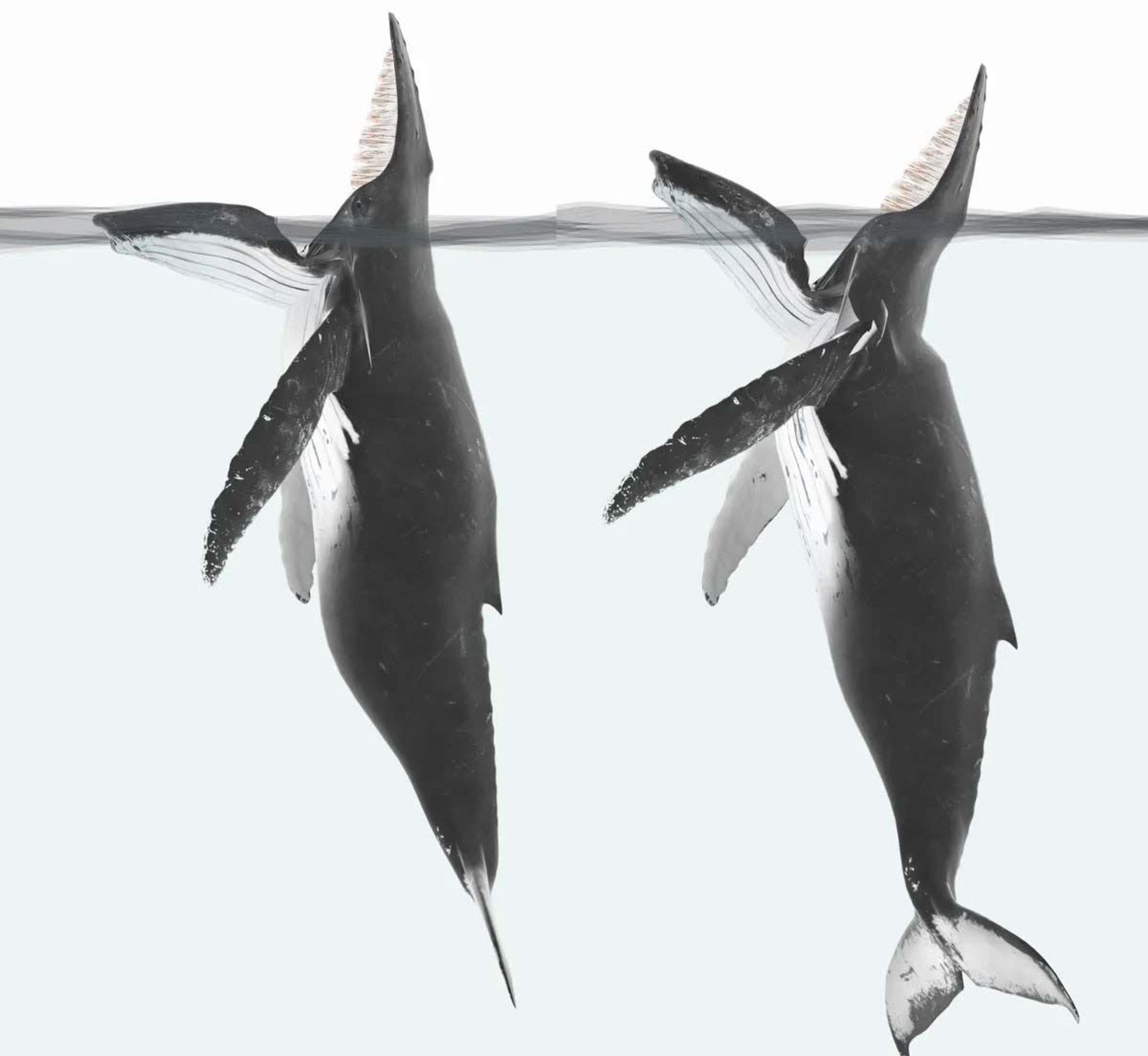 تصویری مفهومی از نهنگ‌های گوژپشت در حال تغذیه تله‌ای