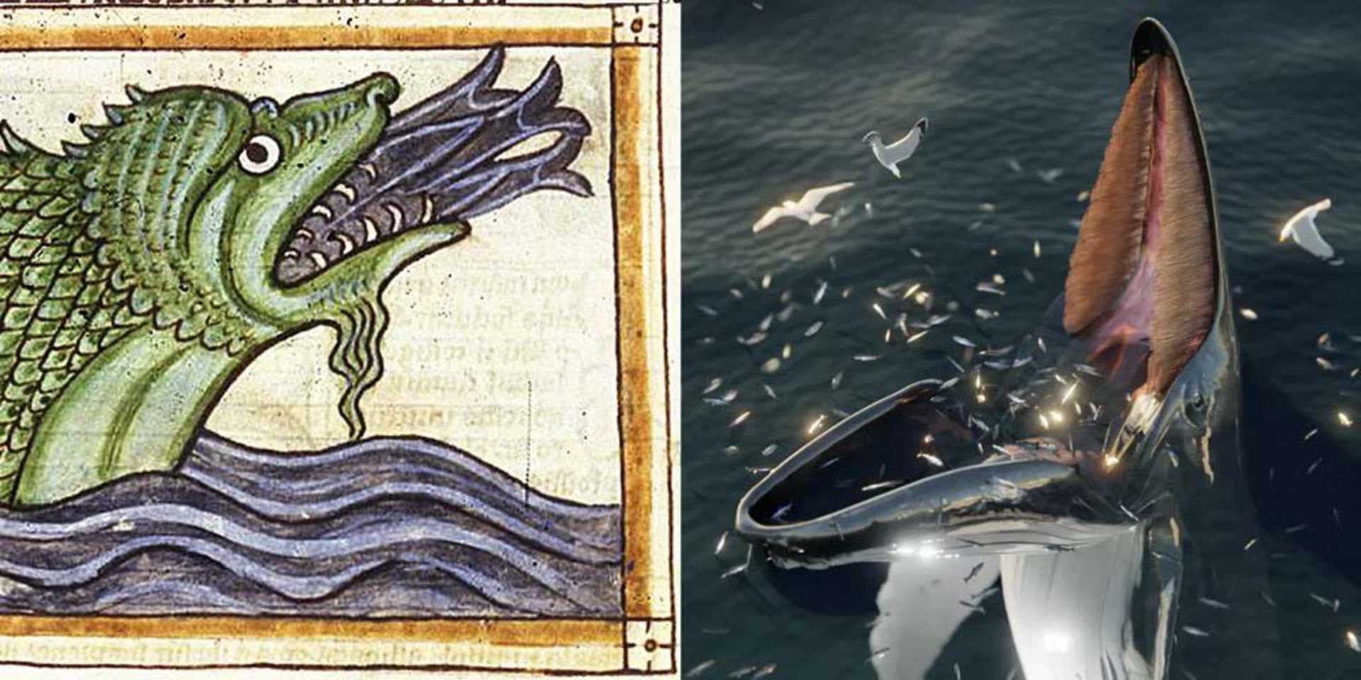 تغذیه‌ تله‌ای نهنگ‌ها 