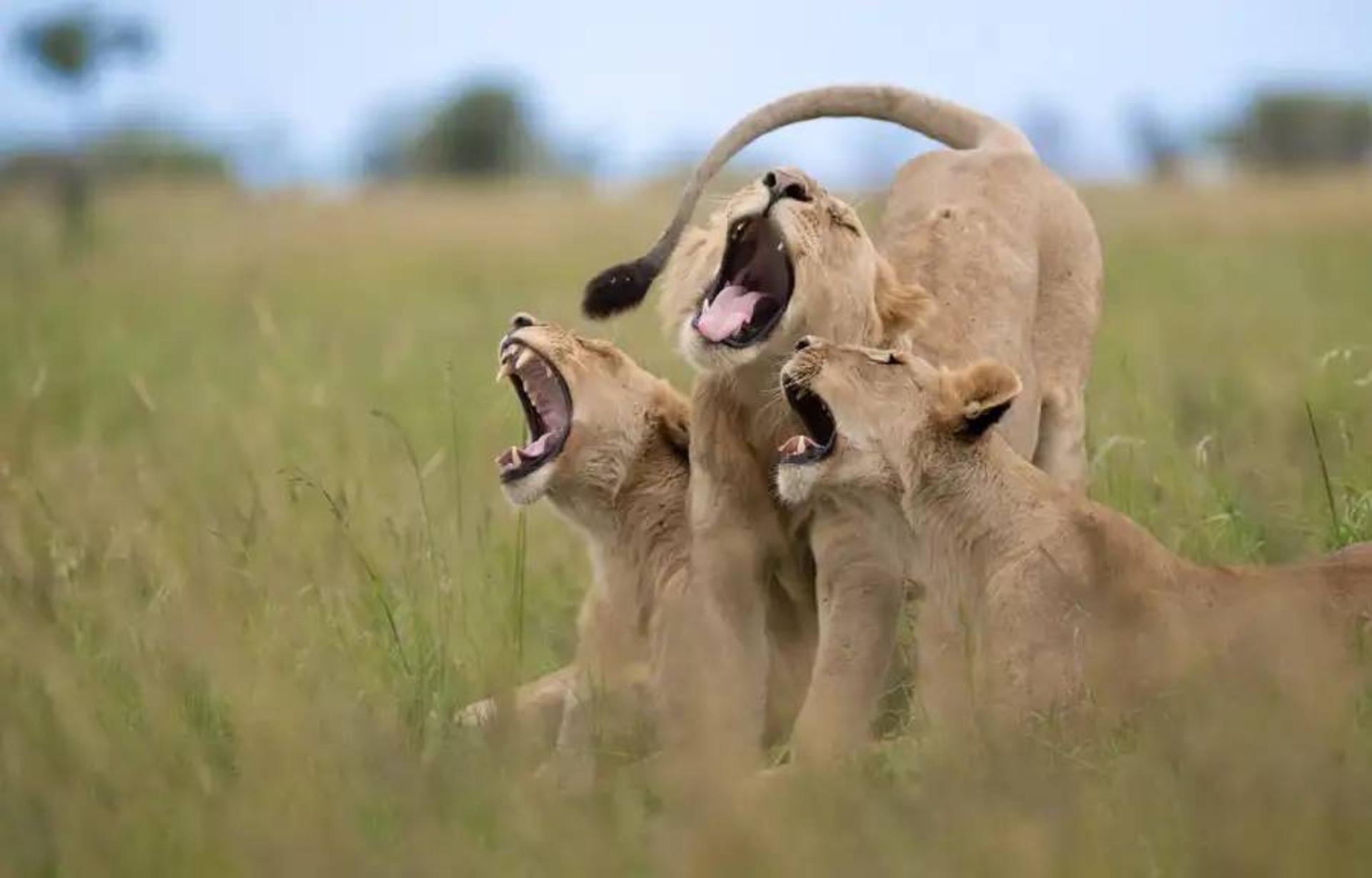 شیرها